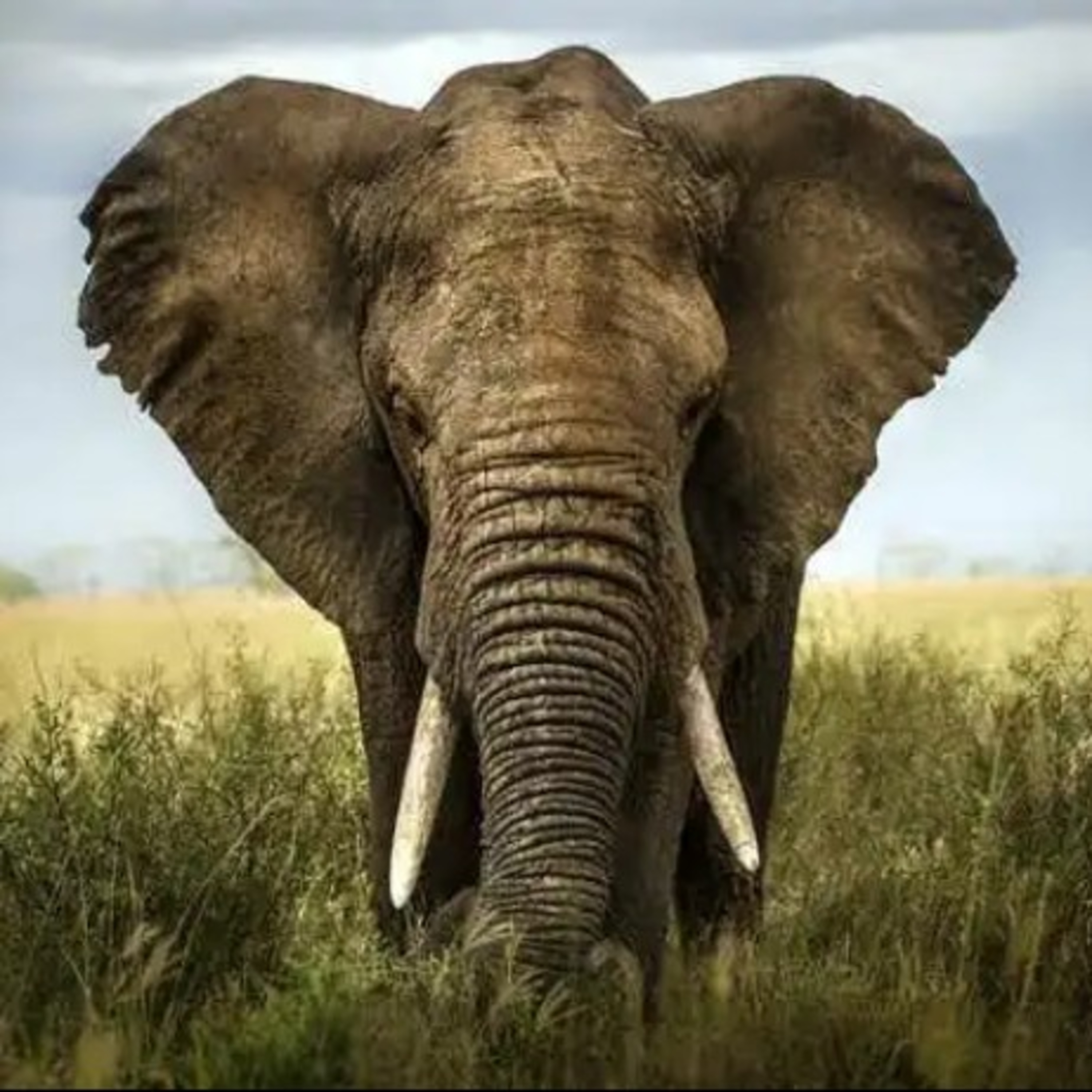 The Elephant Rope episode artwork