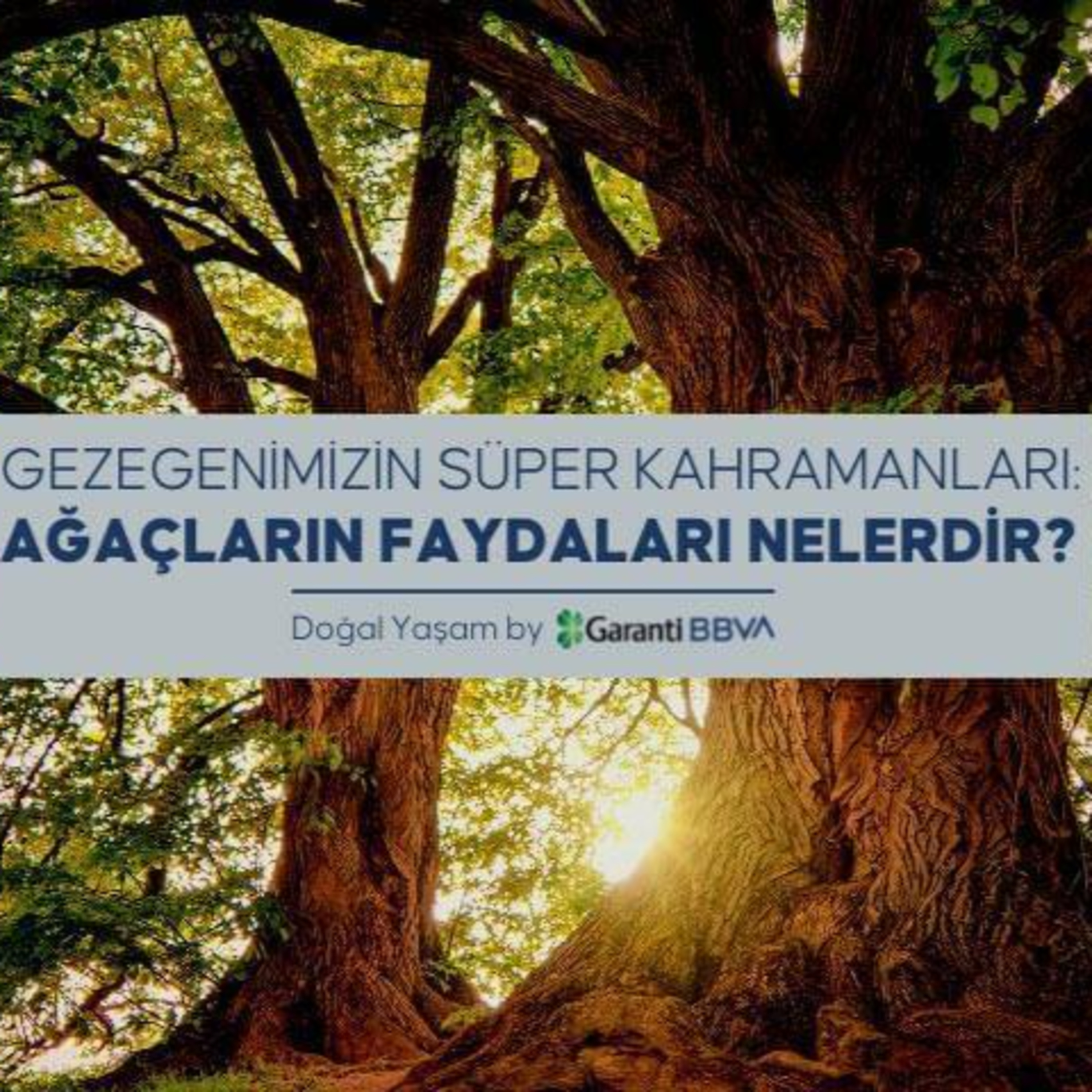 PlumeMag Sürdürülebilir Yaşam Trendleri