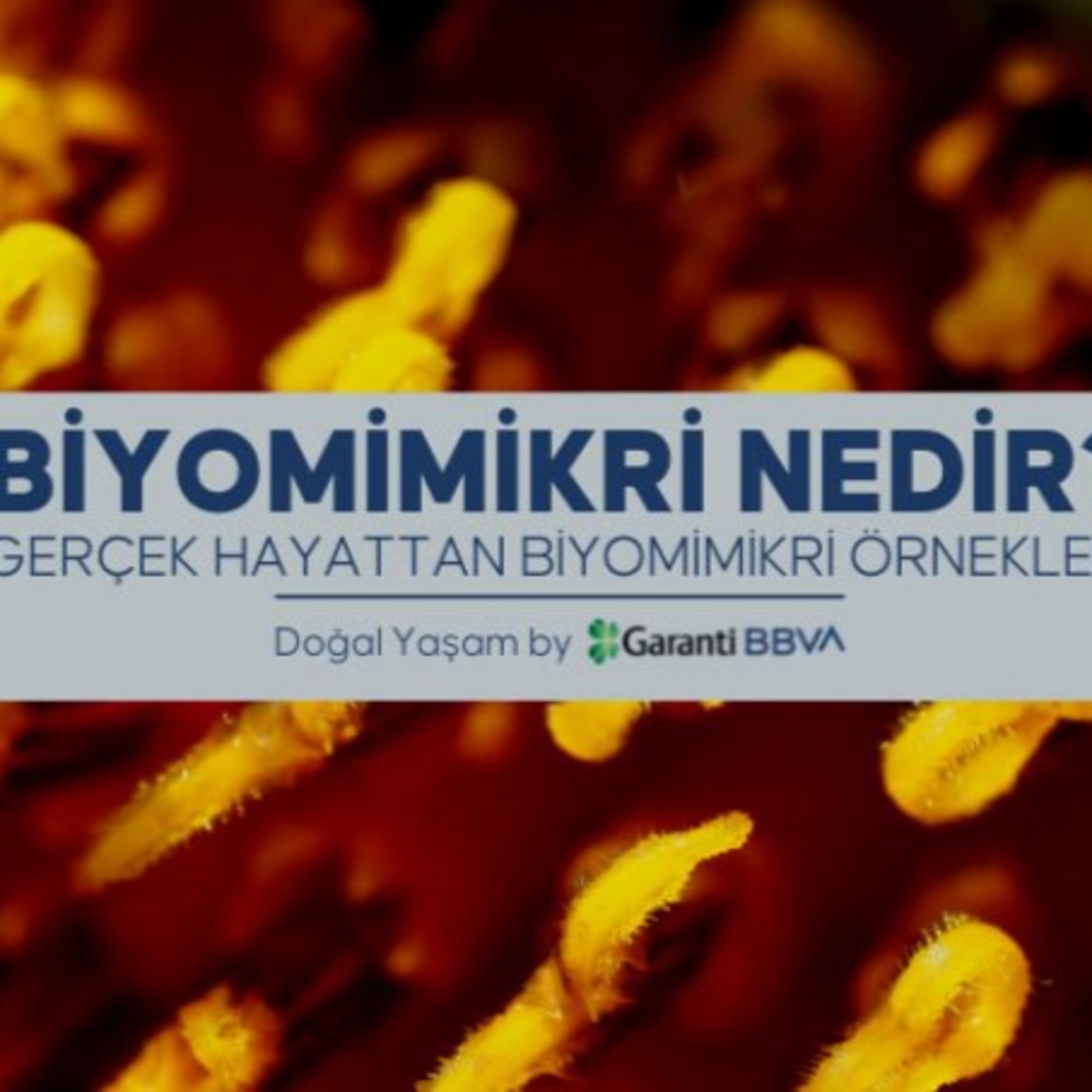 PlumeMag Sürdürülebilir Yaşam Trendleri