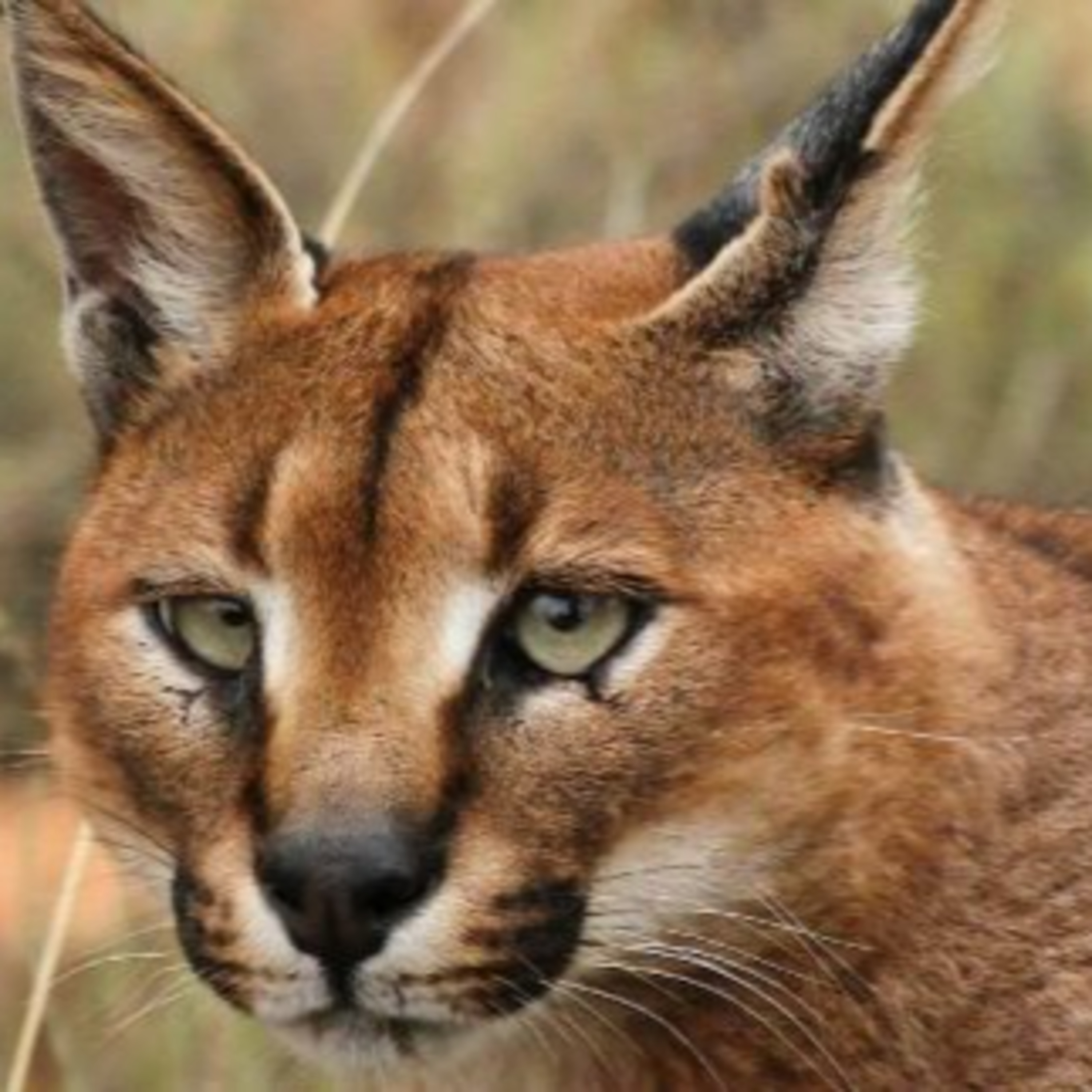 PlumeMag Sürdürülebilir Yaşam Trendleri