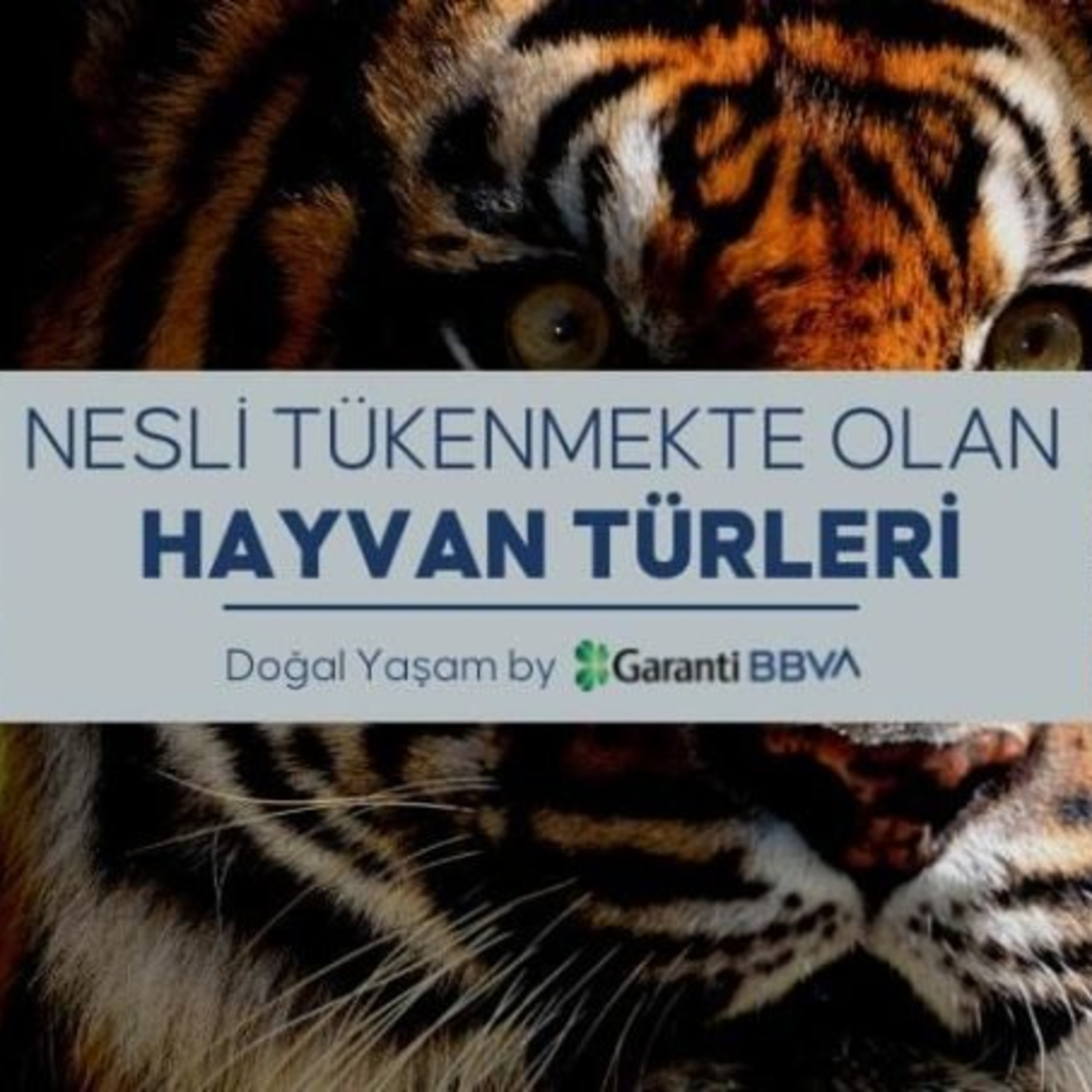 PlumeMag Sürdürülebilir Yaşam Trendleri