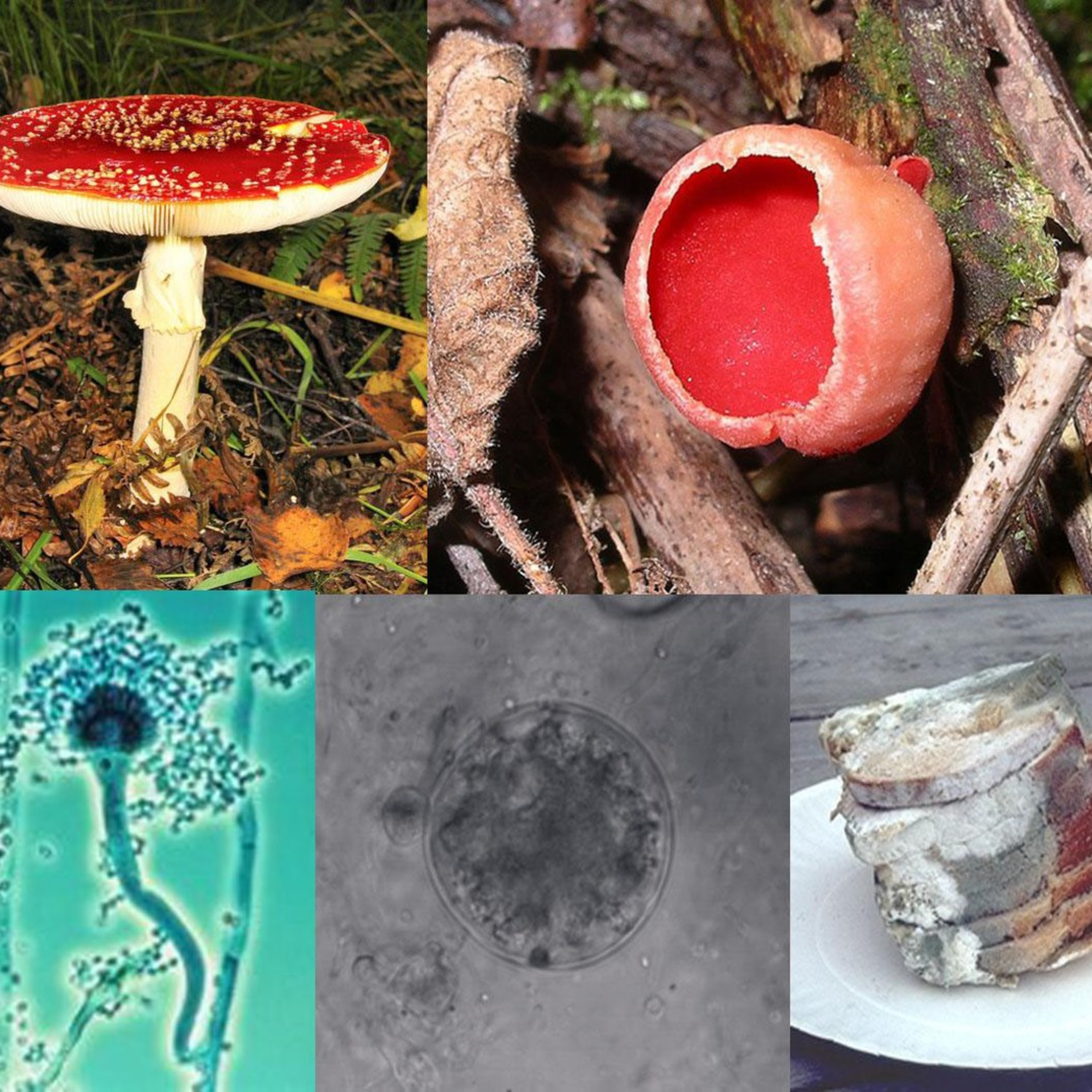 Biologia e Educação