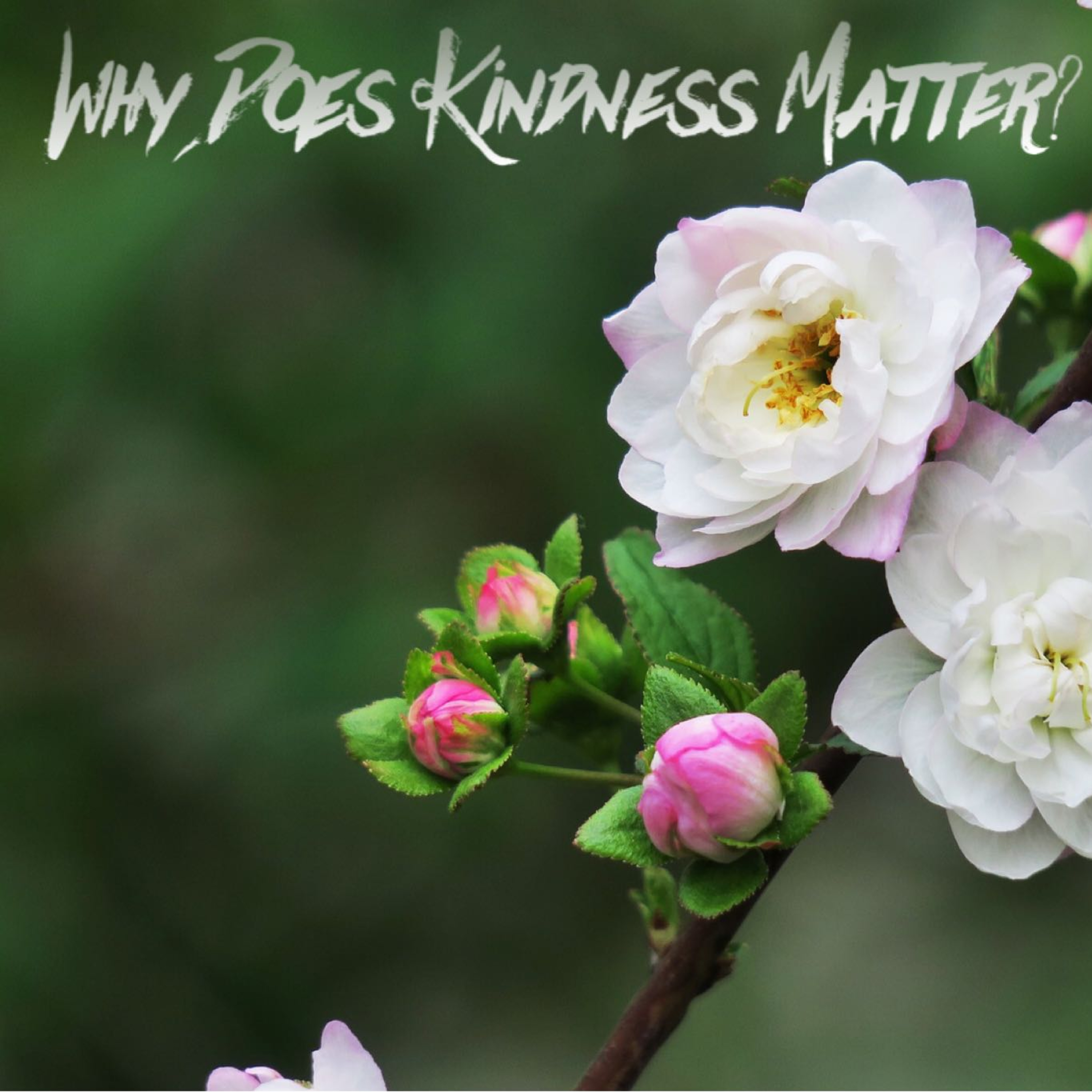 Kult of Kindness