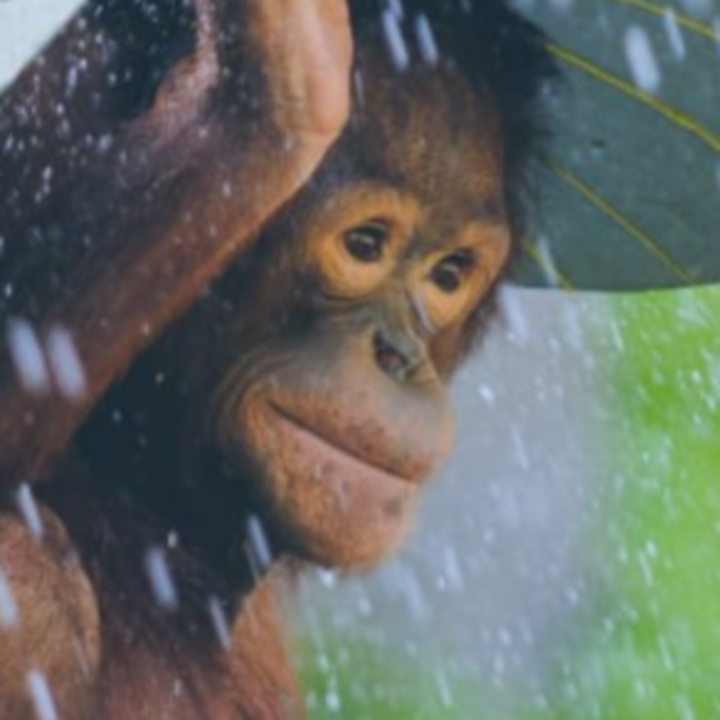 Un Podcast para Los Días de Lluvia