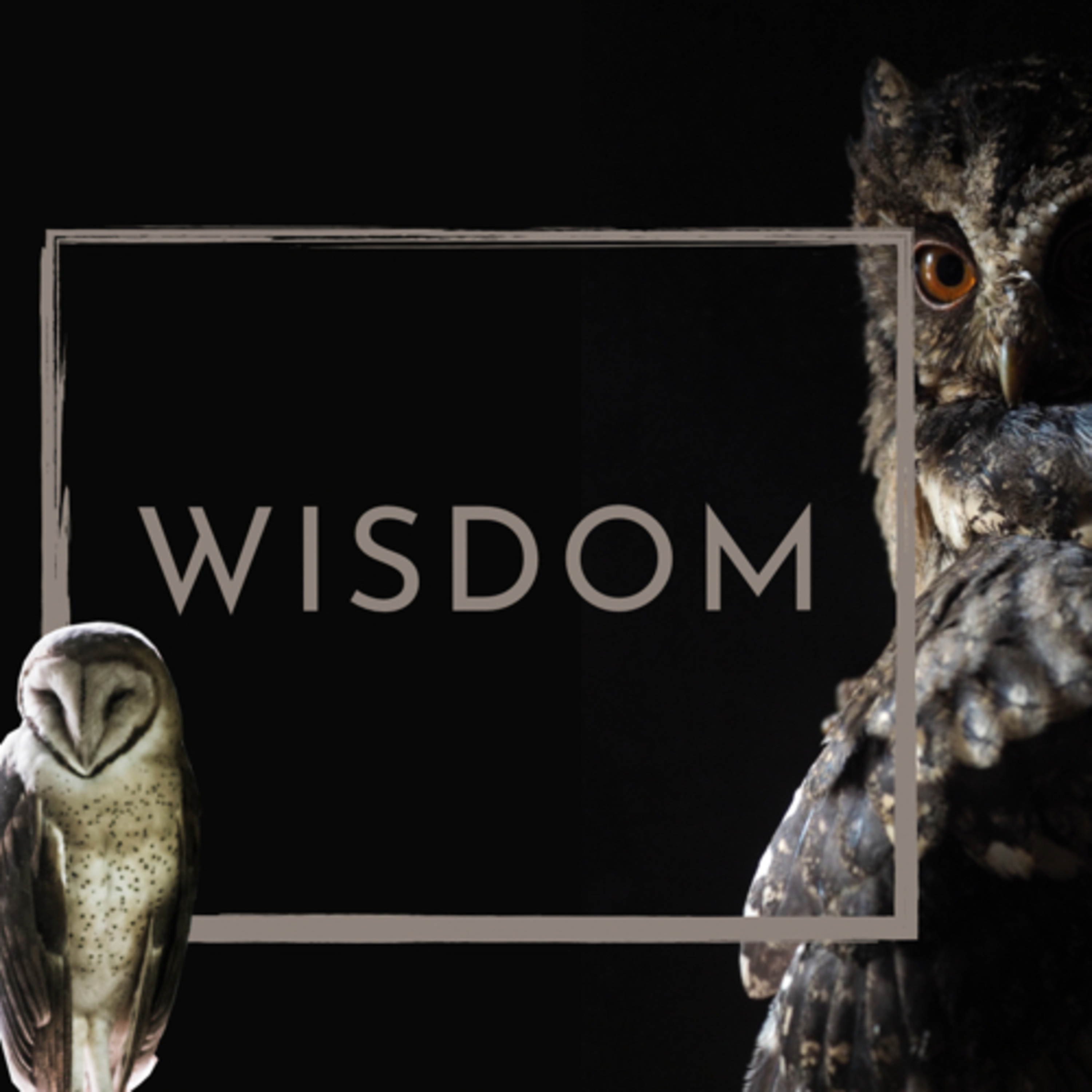 Wisdom: The Fool episode artwork