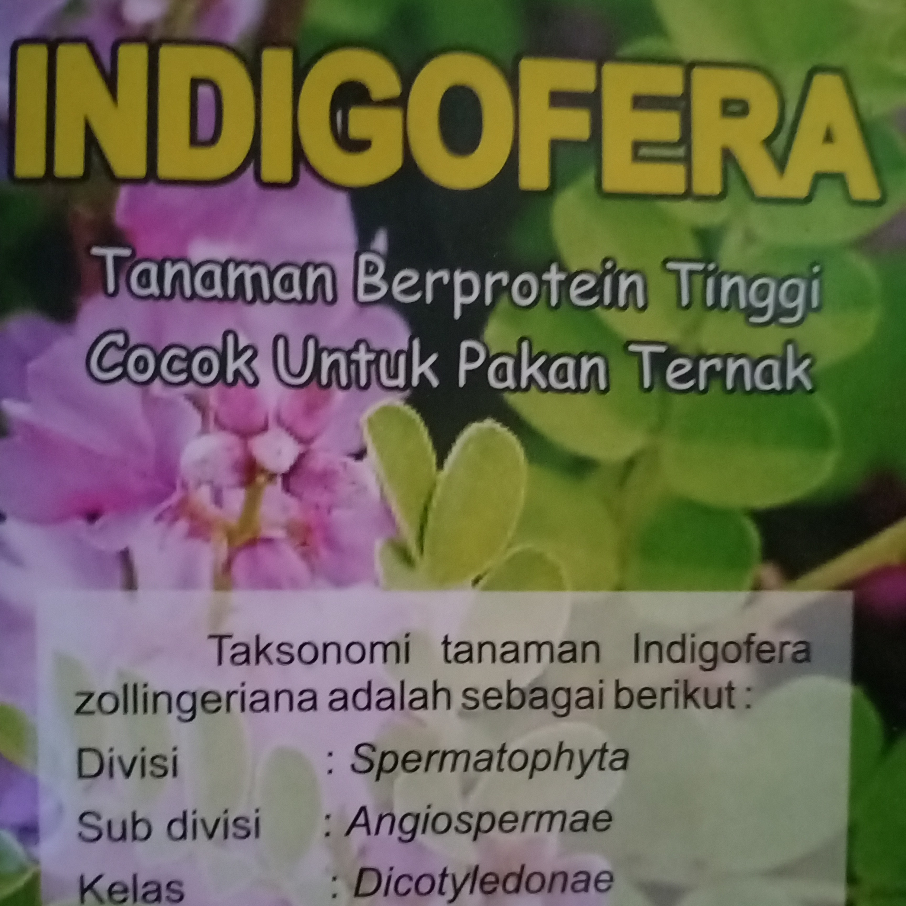 Eps #4 peternakan MENGENAL INDIGOFERA TANAMAN PROTEIN TINGGI UNTUK PAKAN TERNAK