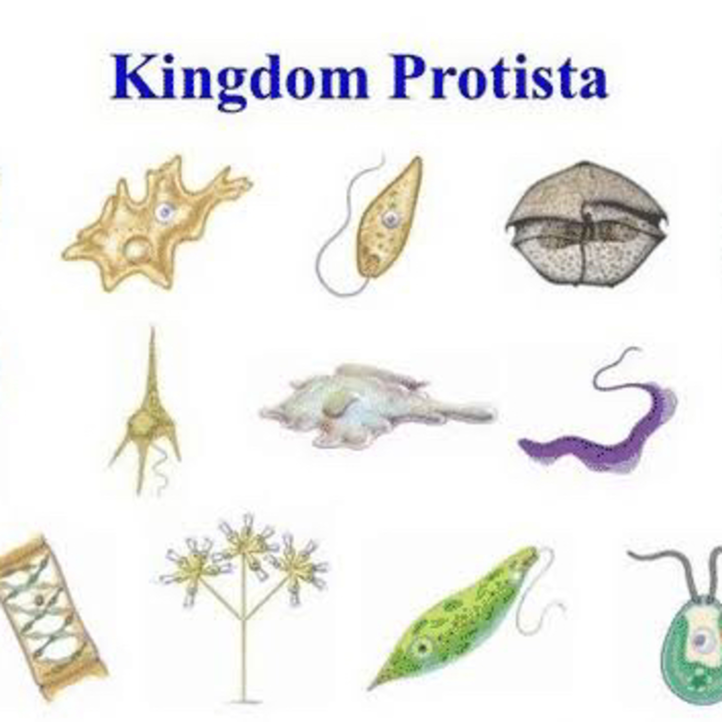 Kingdom Protista episode artwork