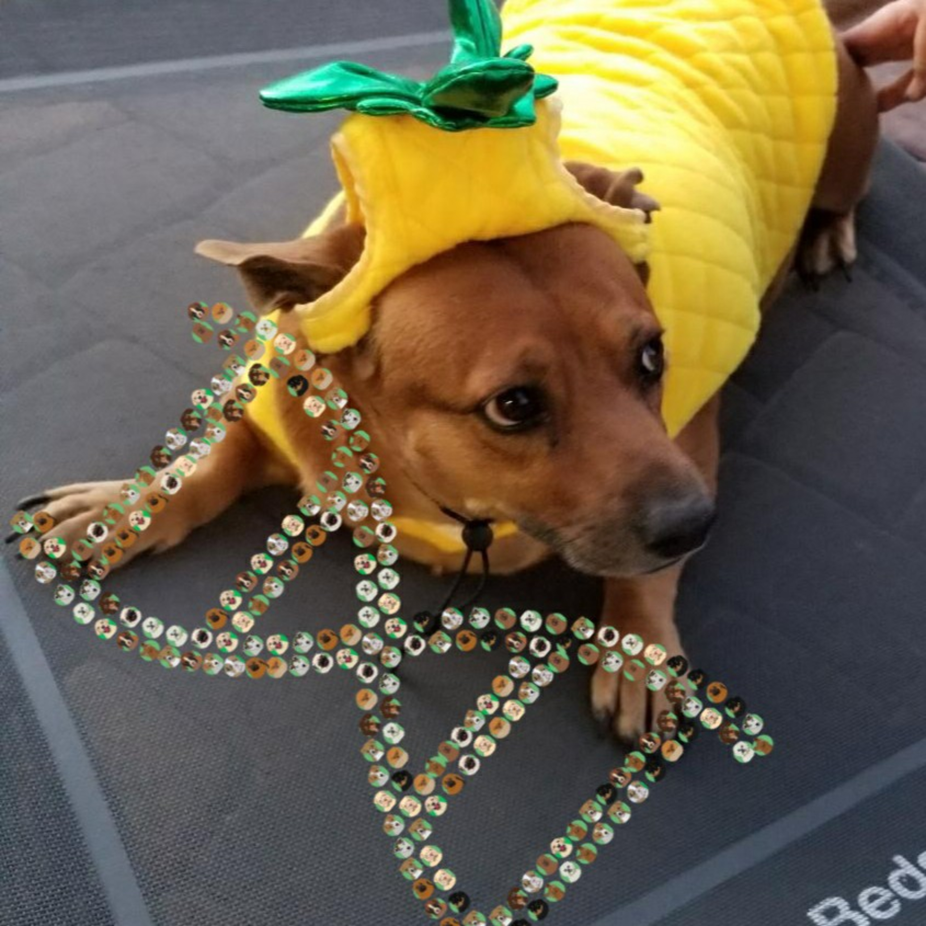 Poi Dawgs