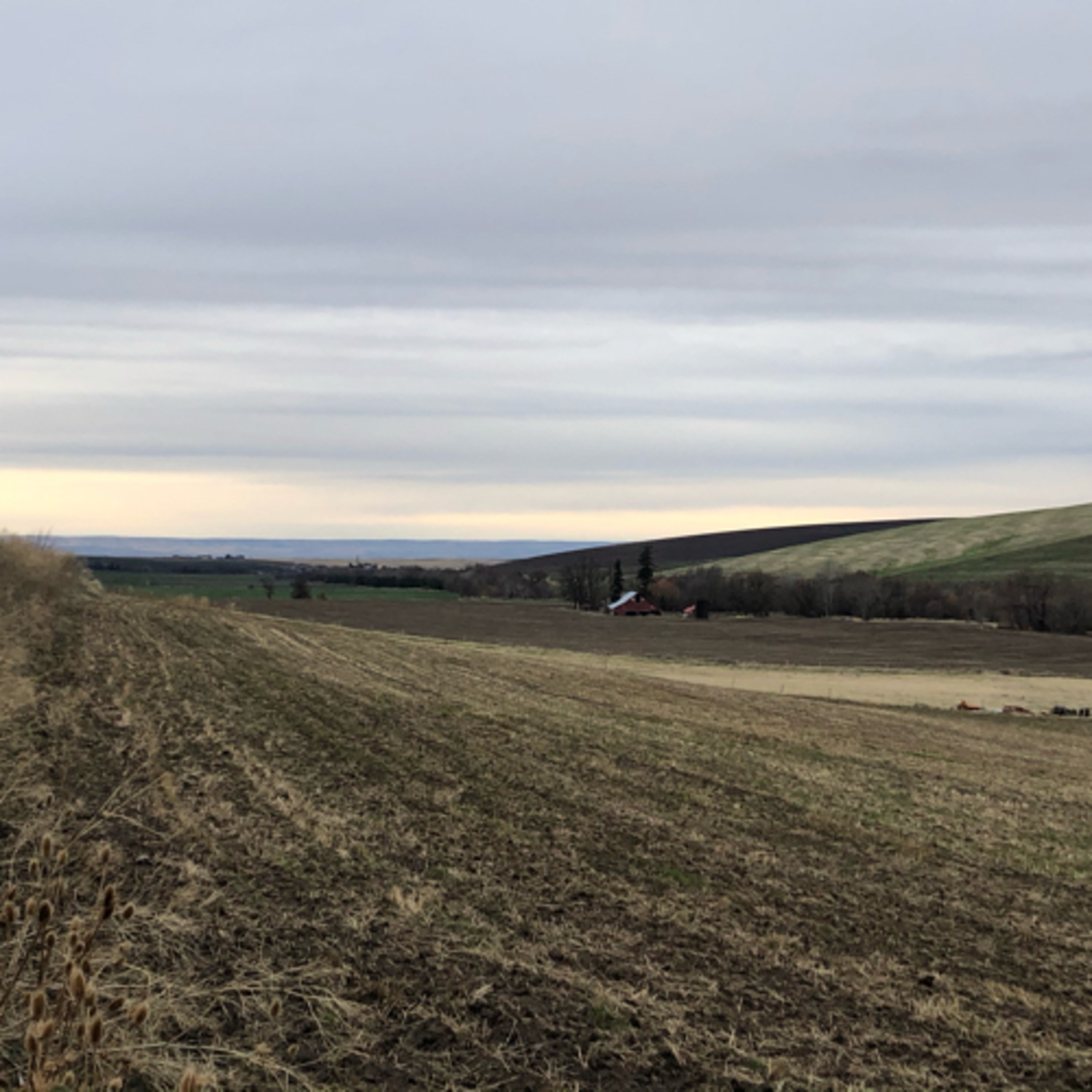 Afternoon walk with Patches the cat. 
 January 5, 2021 episode artwork