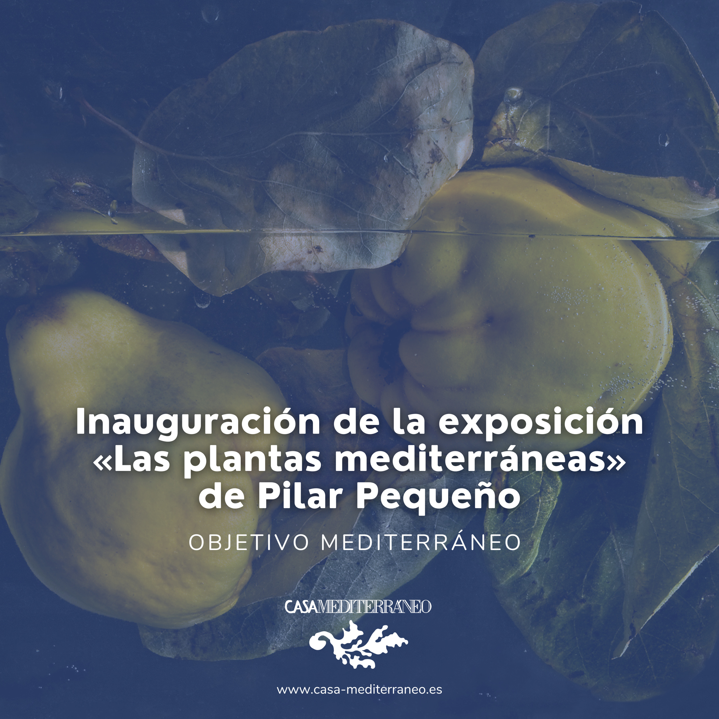 La flora Mediterránea en la obra de Pilar Pequeño. 14.Sept.2021 episode artwork