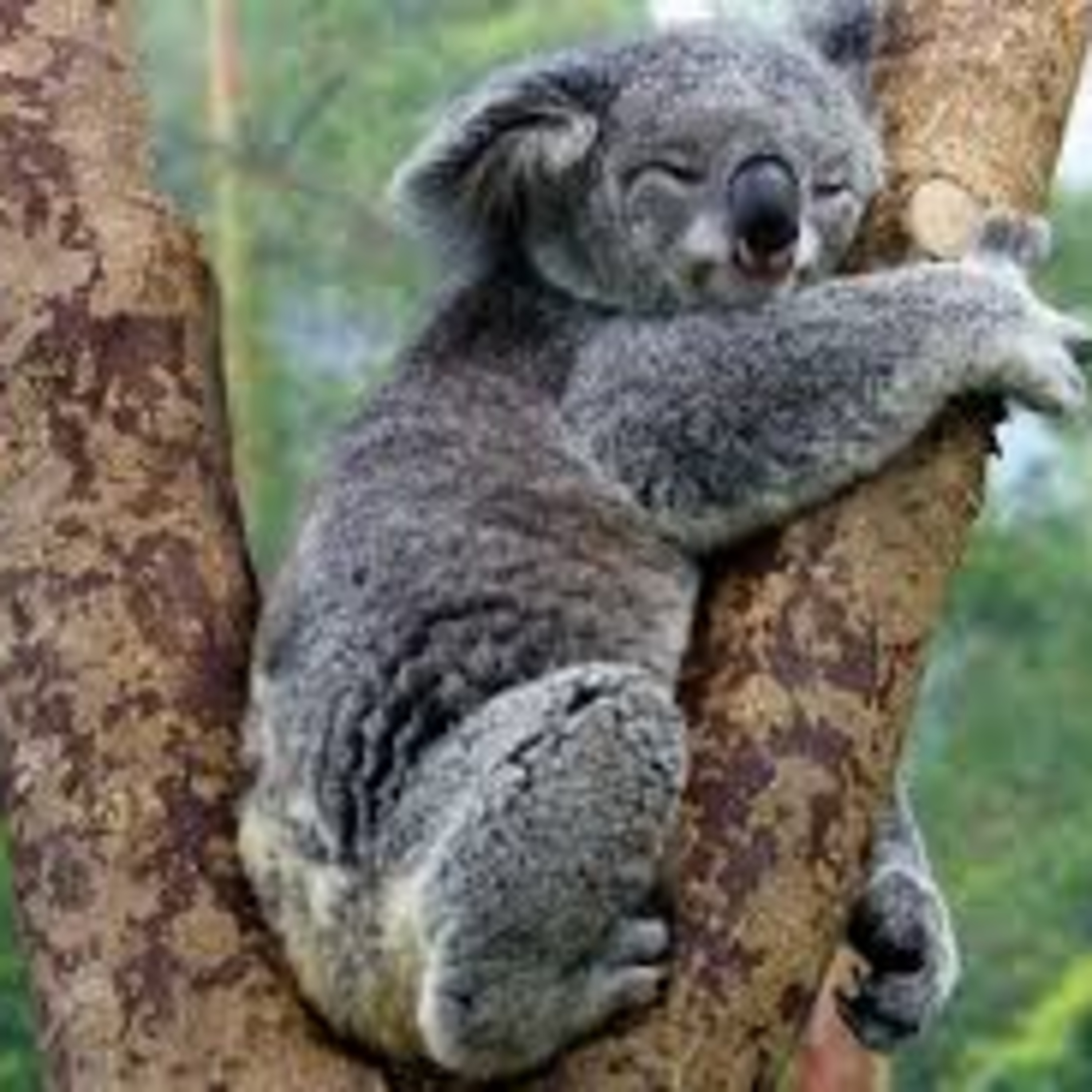 Pratique Inglês Agora > Koalas hug trees to stay cool Pratique Inglês Agora > Koalas hug trees to stay cool