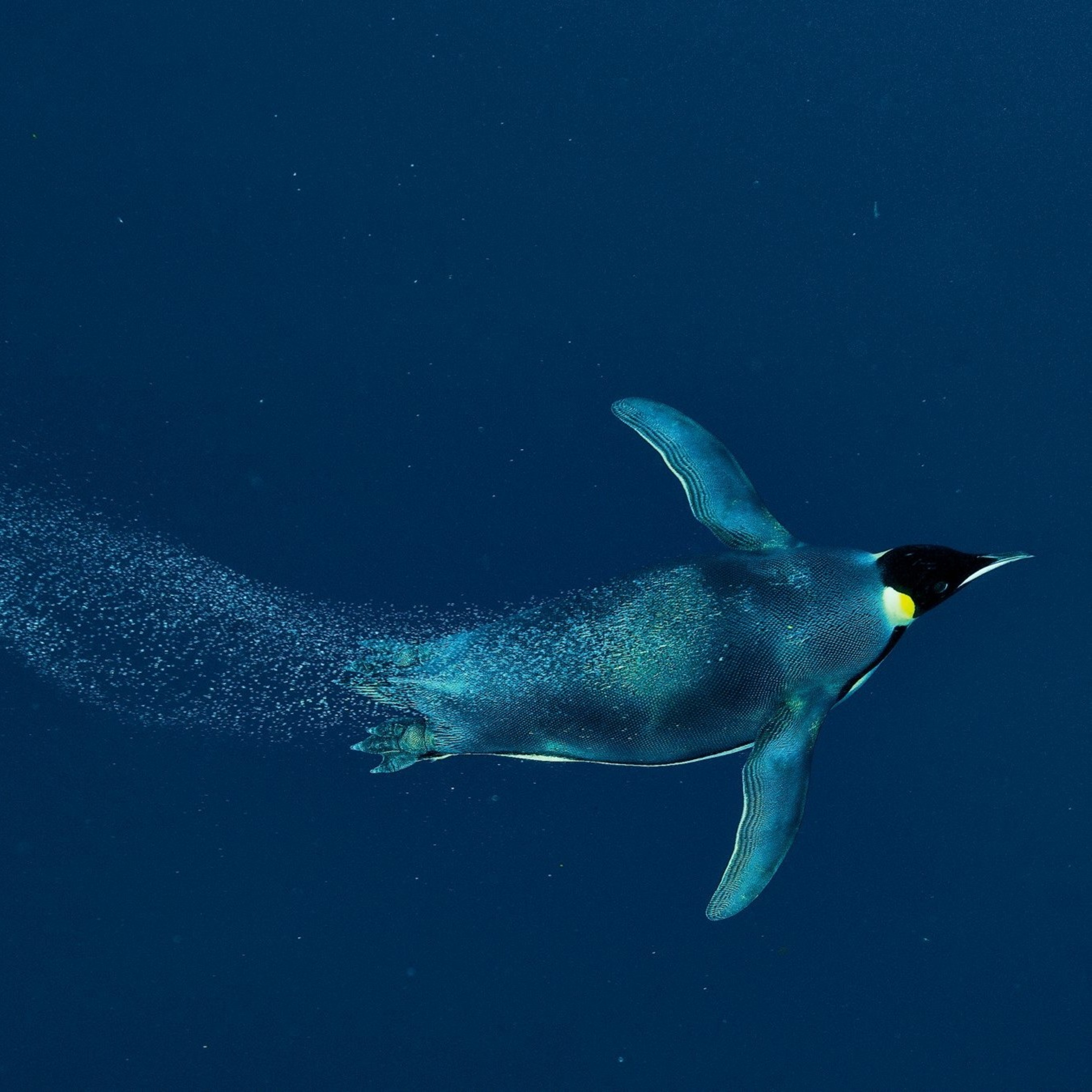 Adaptaciones fisiológicas de los pingüinos al