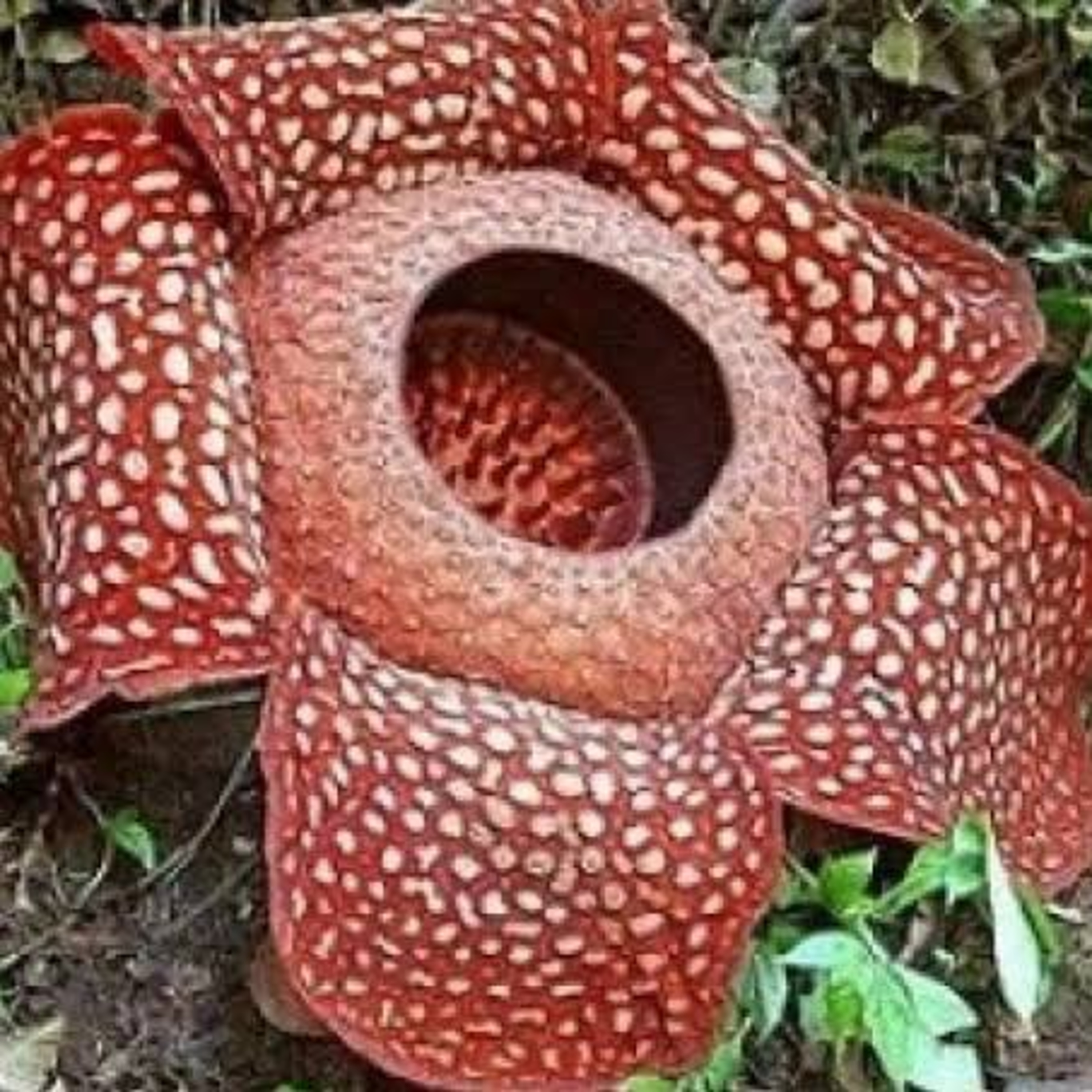 5 FAKTA UNIK TENTANG BUNGA BANGKAI ( RAFFLESIA ARNOLDI)
