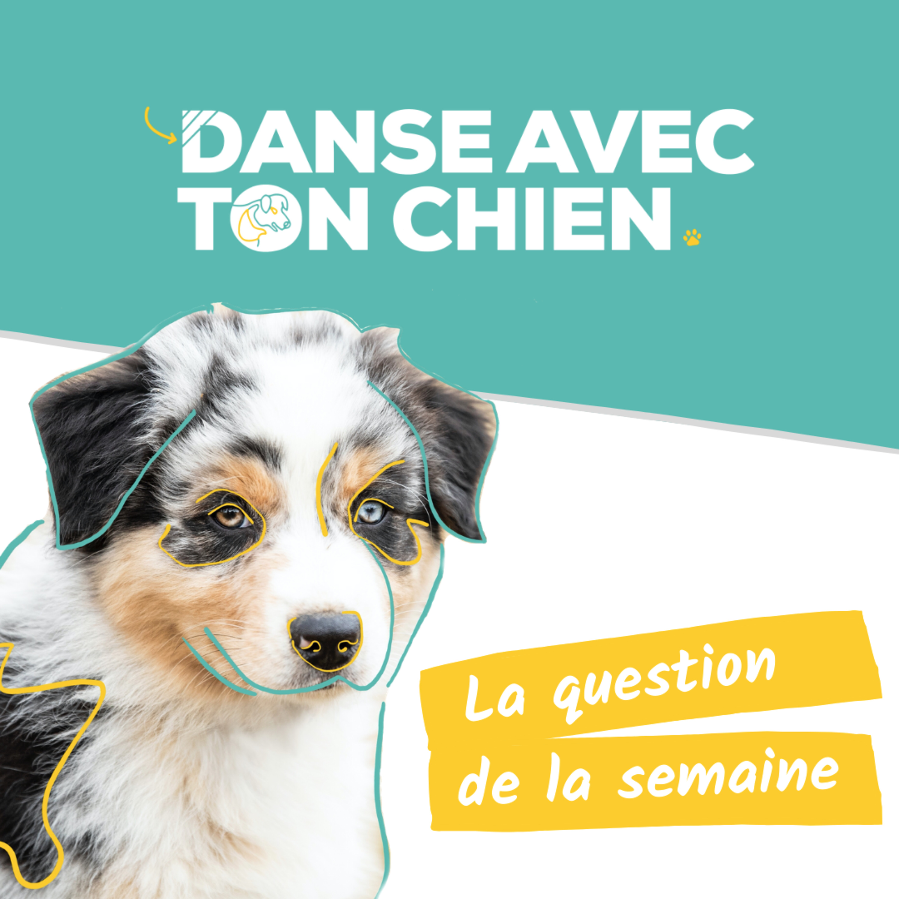 Danse avec ton chien - Méthodes positives et scientifiques