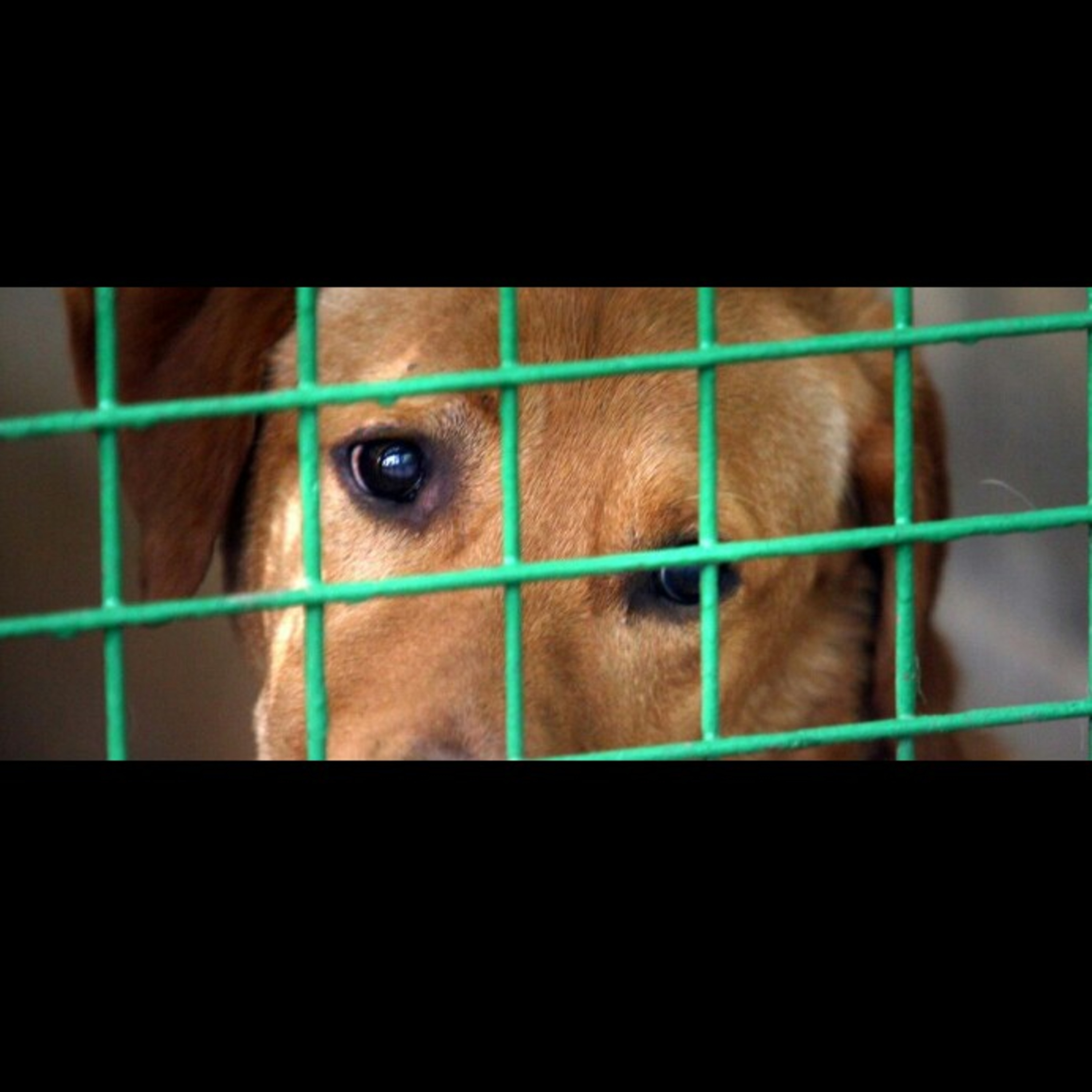Animals sold to laboratories in exchange for a consideration