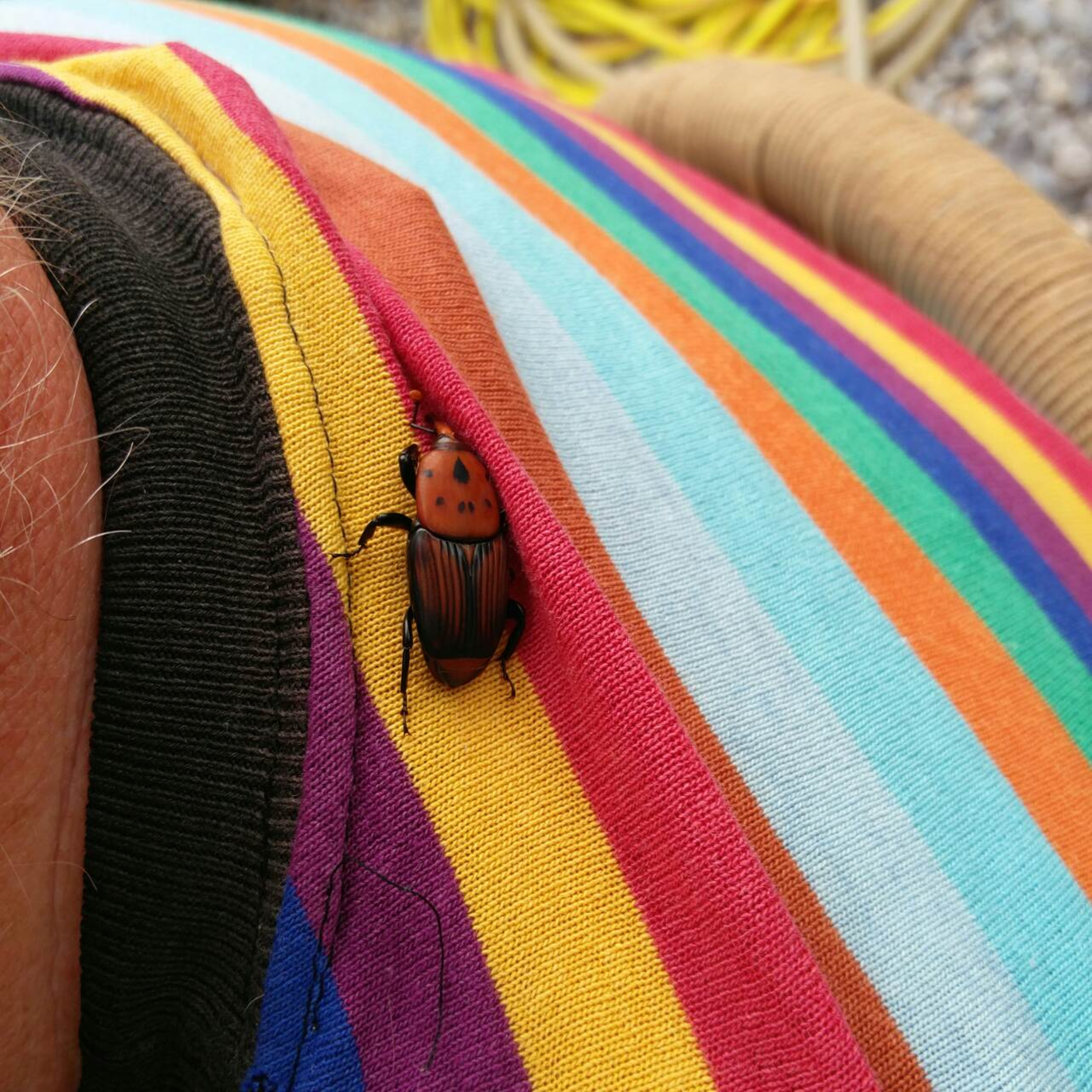 Red Bugs and Palm Trees in Montenegro