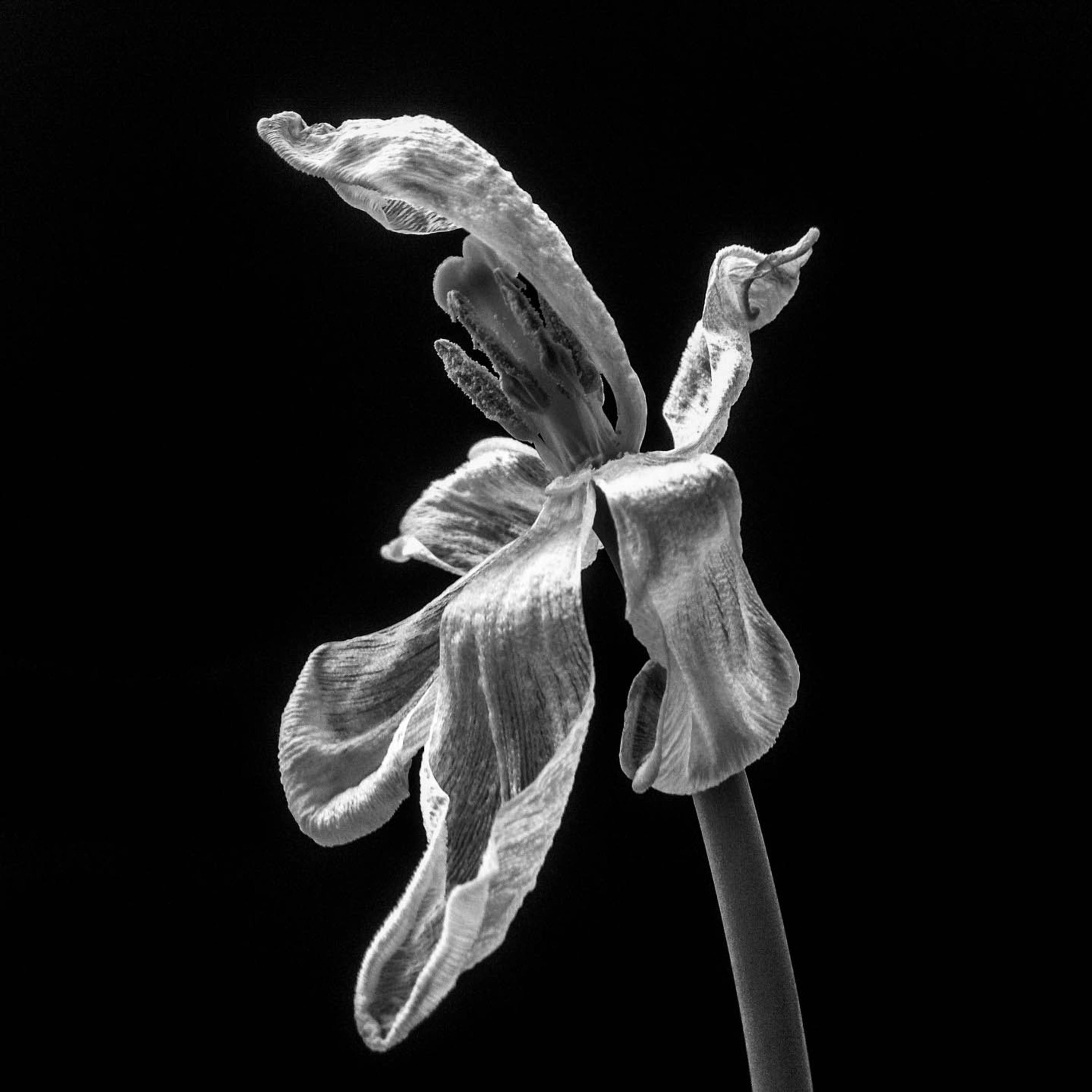 Diario: Alteraciones Del Vacío