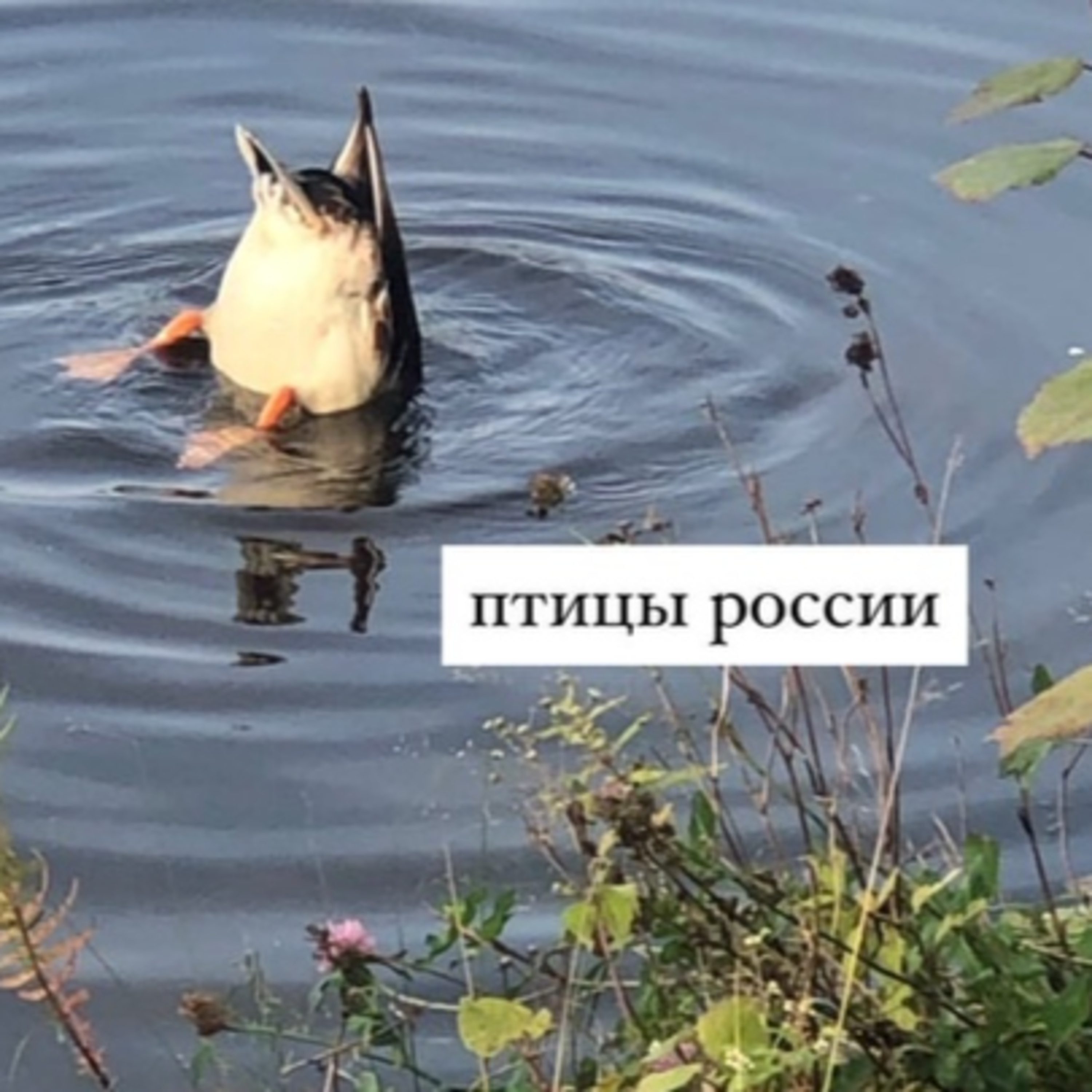 Выпуск 1 | Синицы большие и малые episode artwork