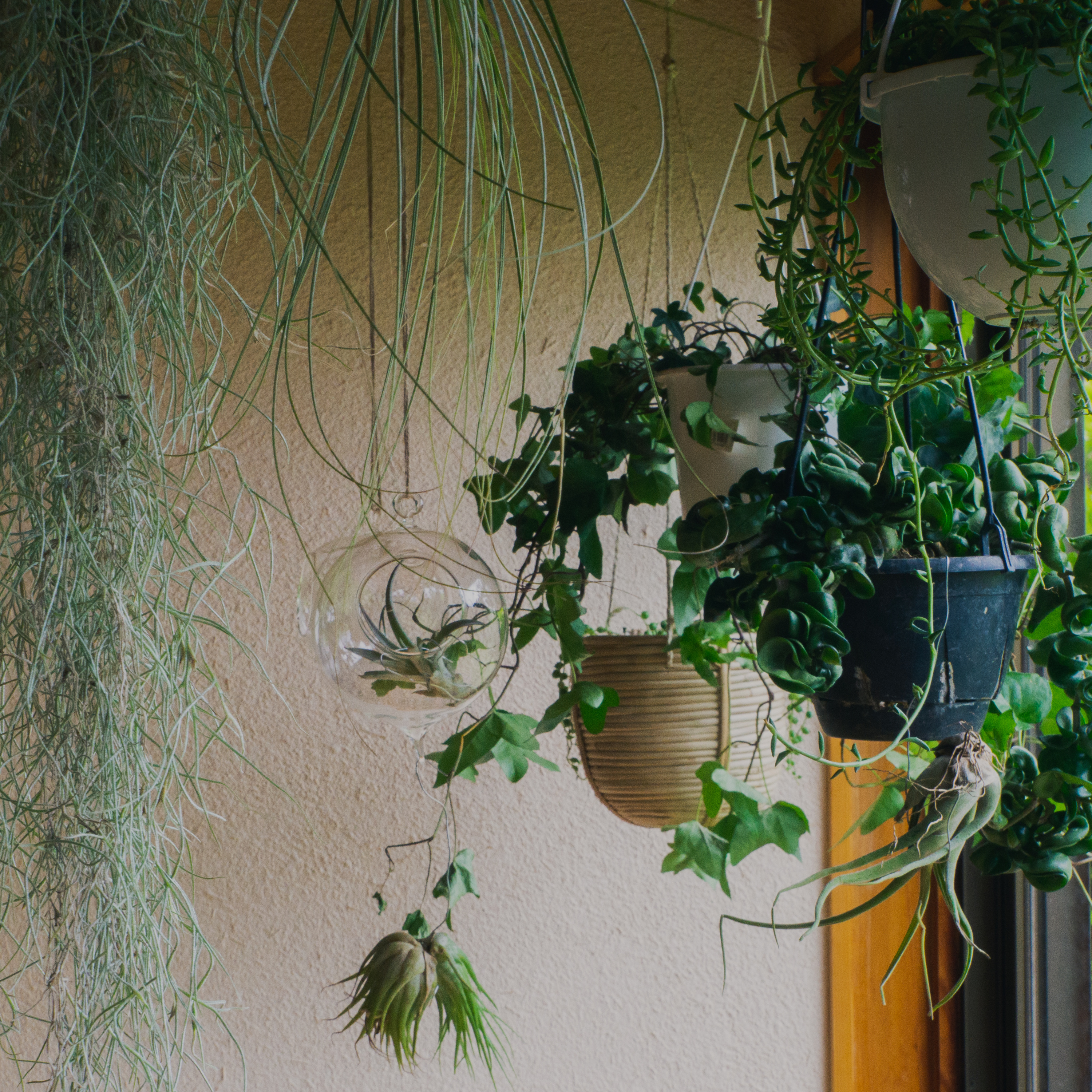 Hanging the house plants on the ceiling