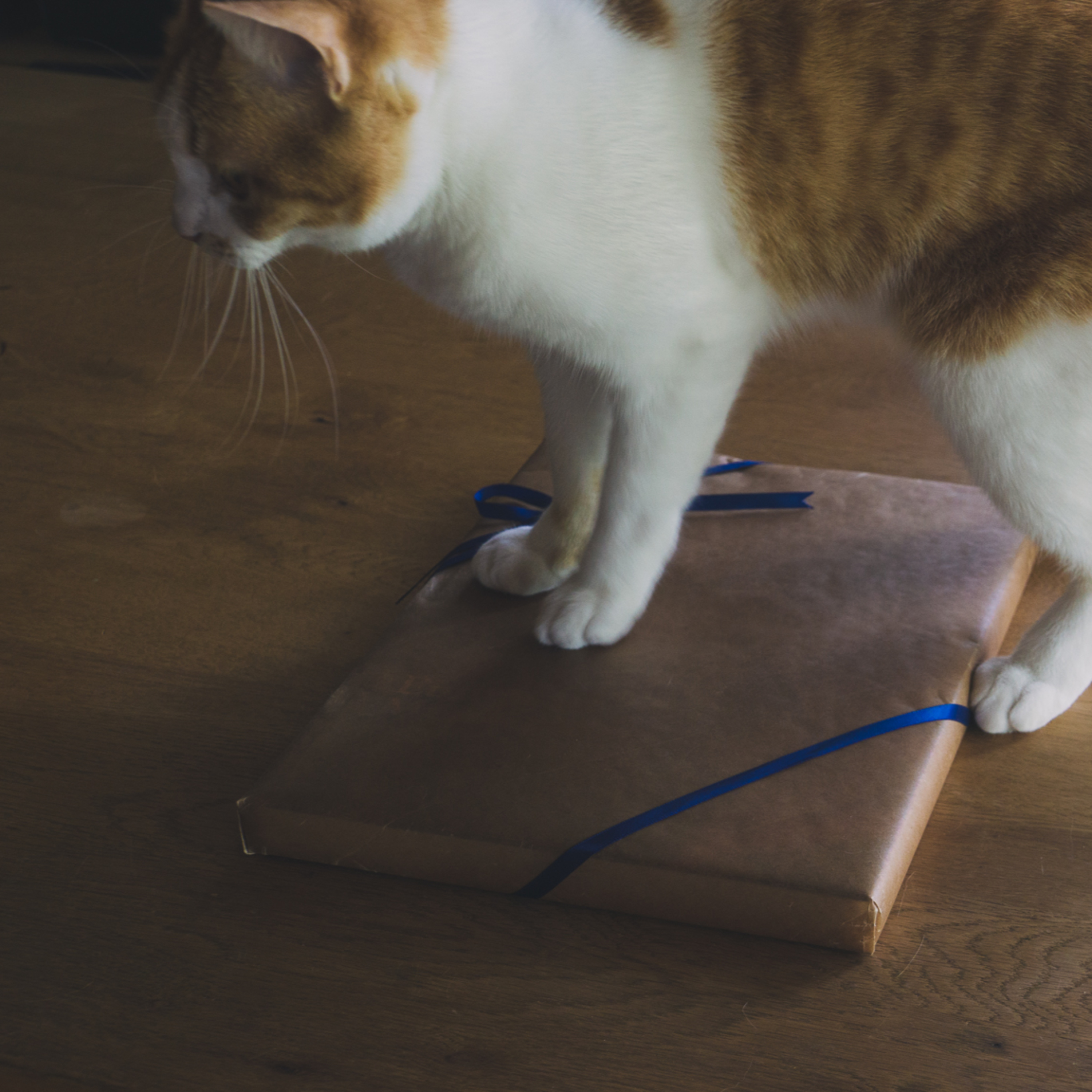 Wrapping a book to give with a cat