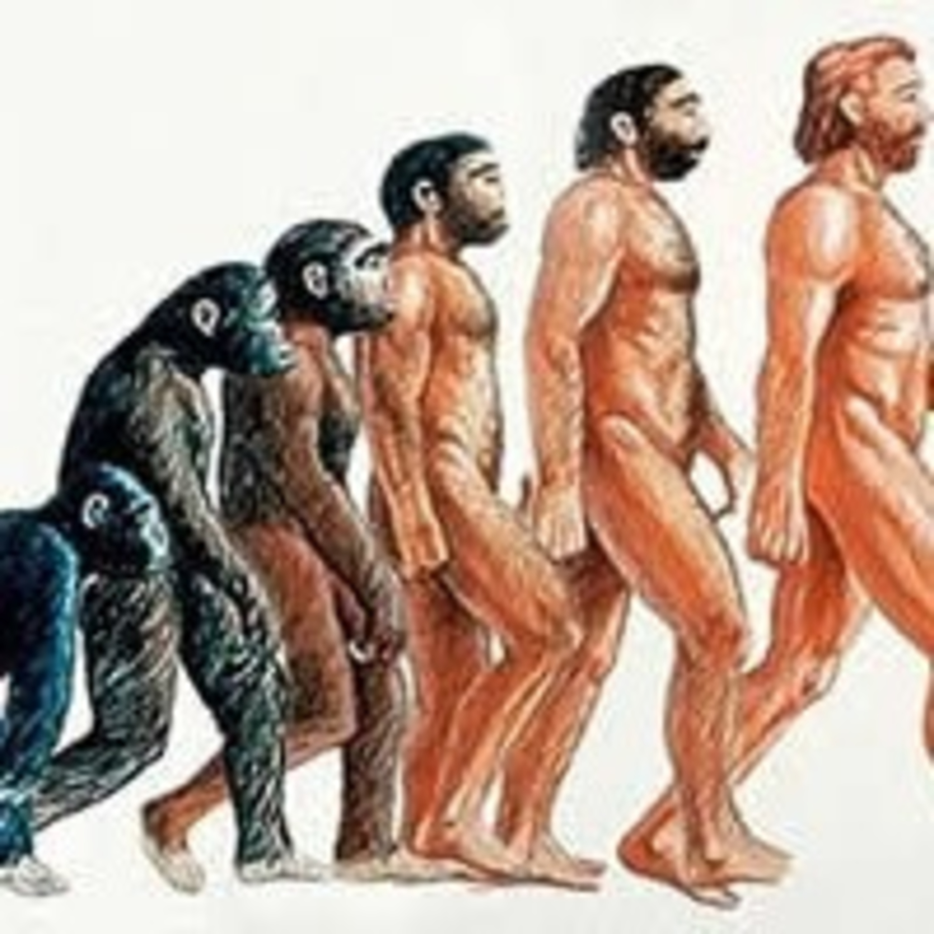 INSENSATEZ DO EVOLUCIONISMO  episode artwork