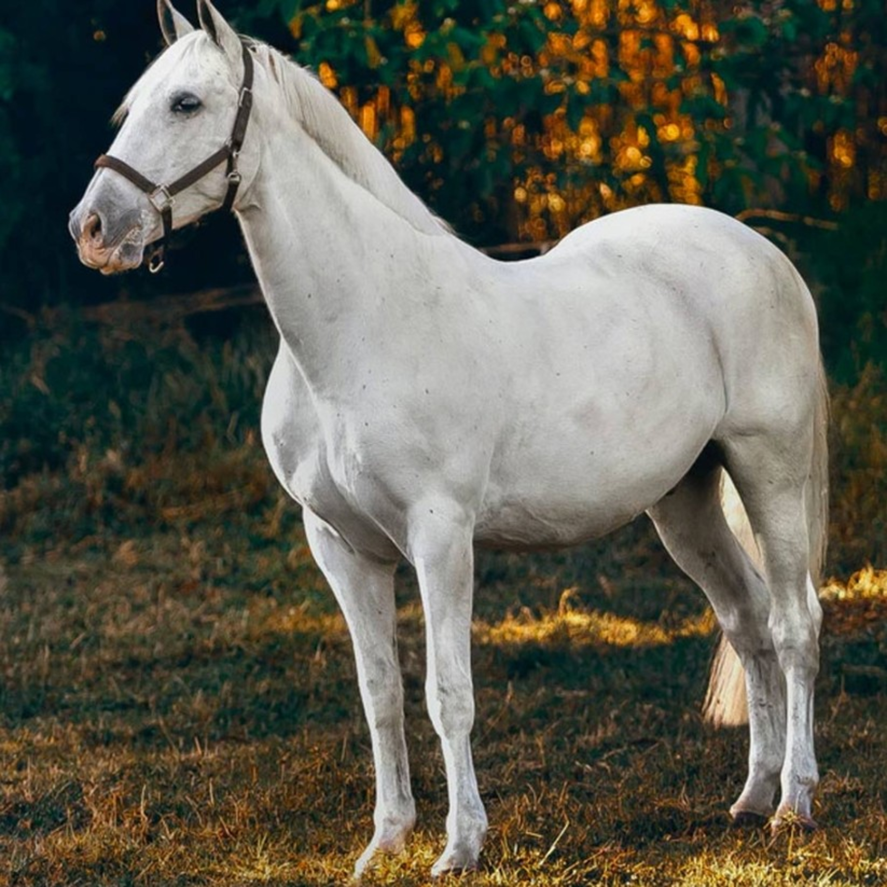 Osho horse story in tamil by warren