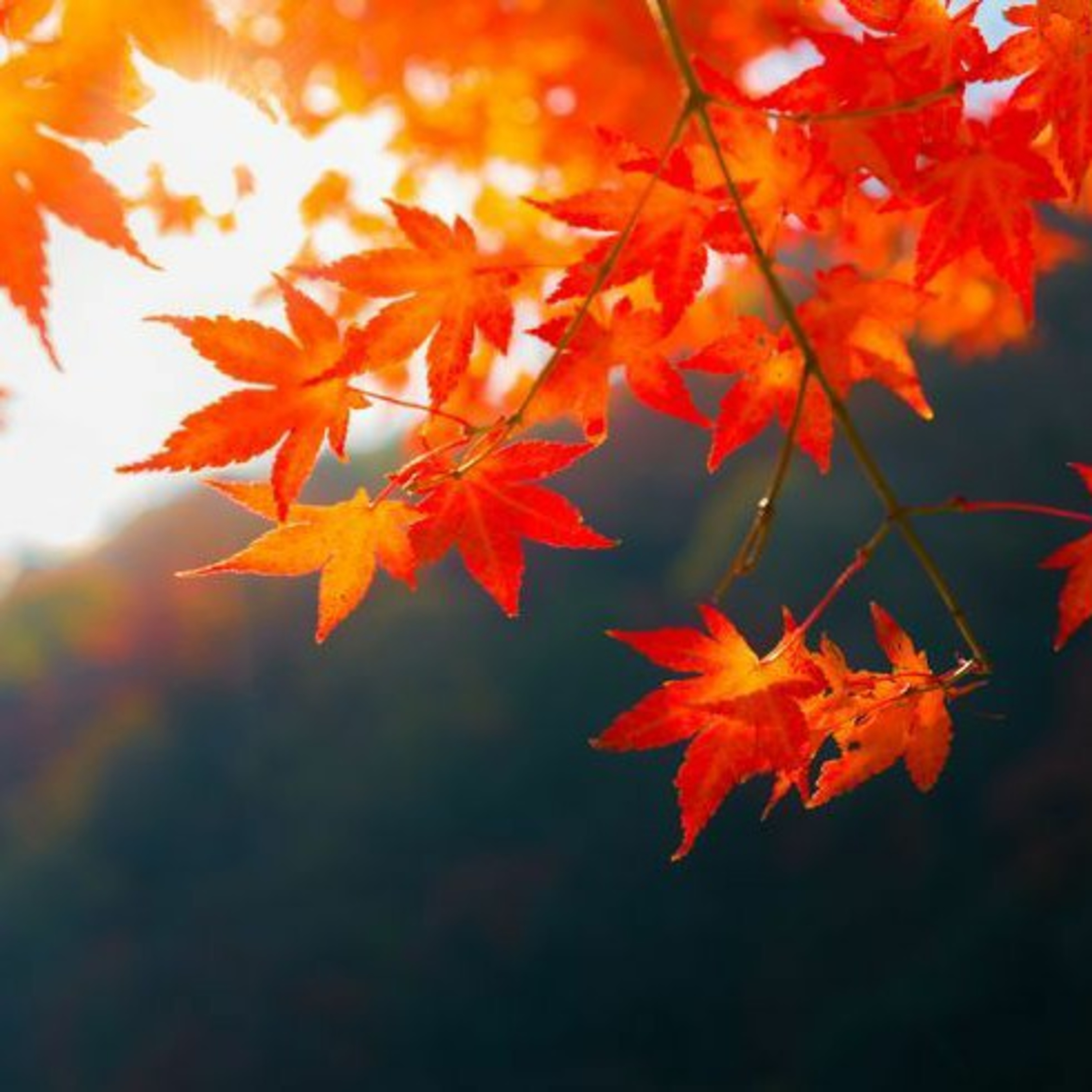 Thankfulness is an Action episode artwork