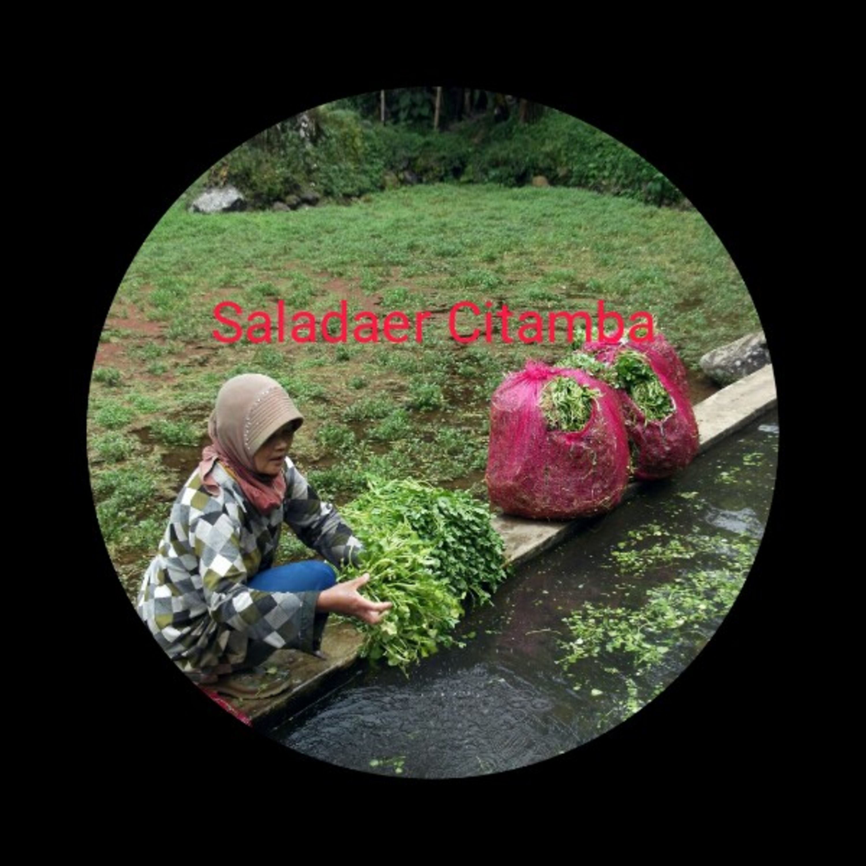 Data Suara