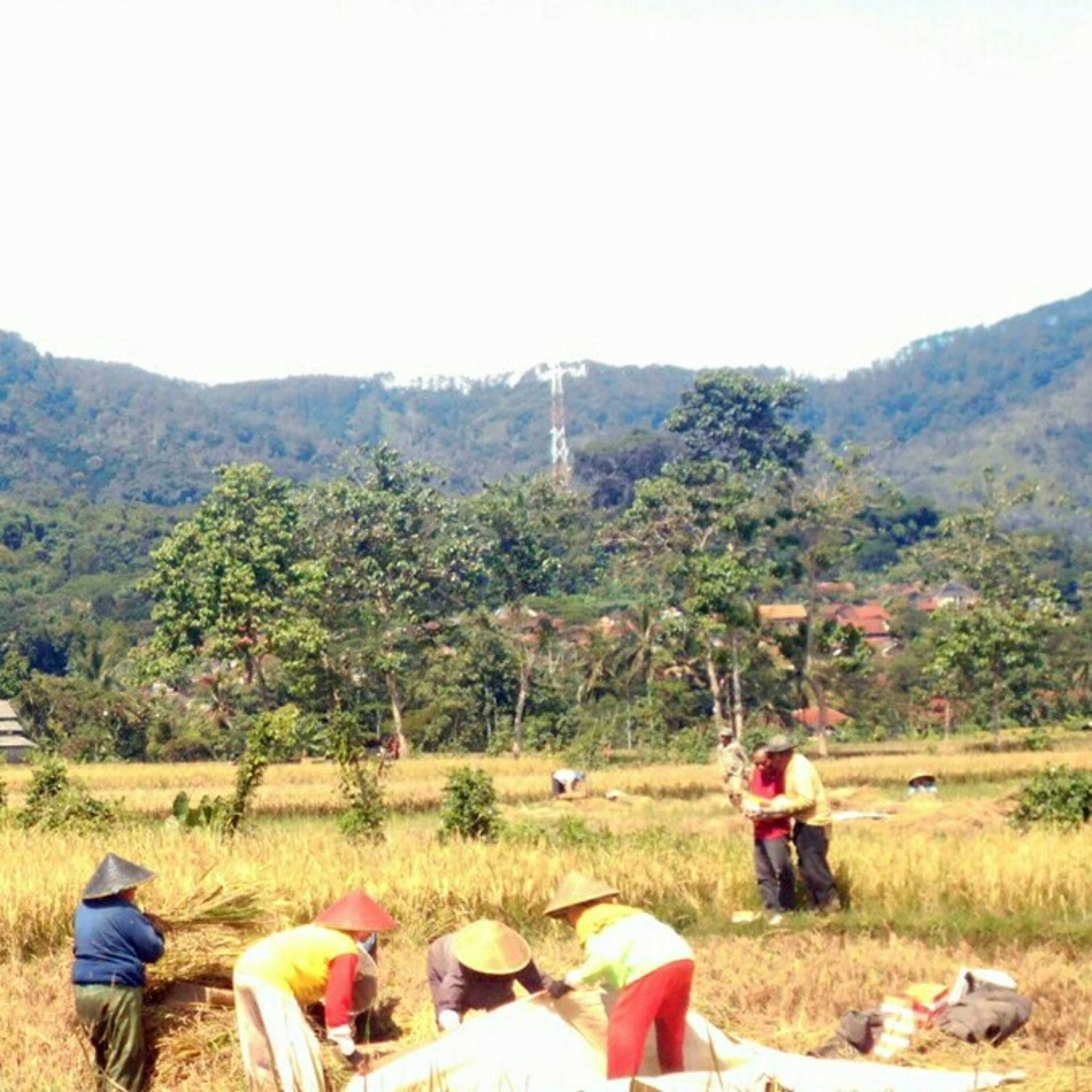 Data Suara