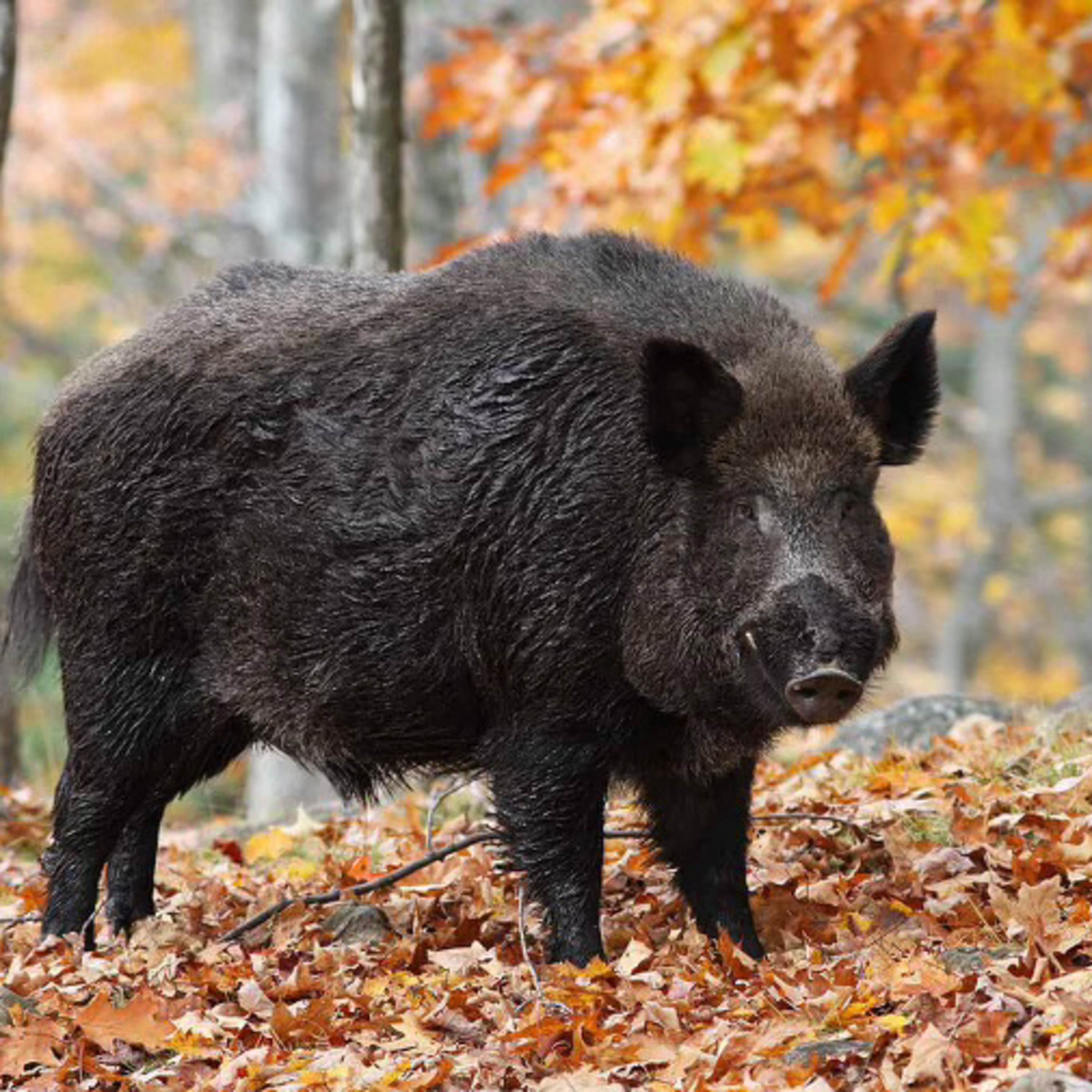 Wisdom on....The Boar Story.... episode artwork