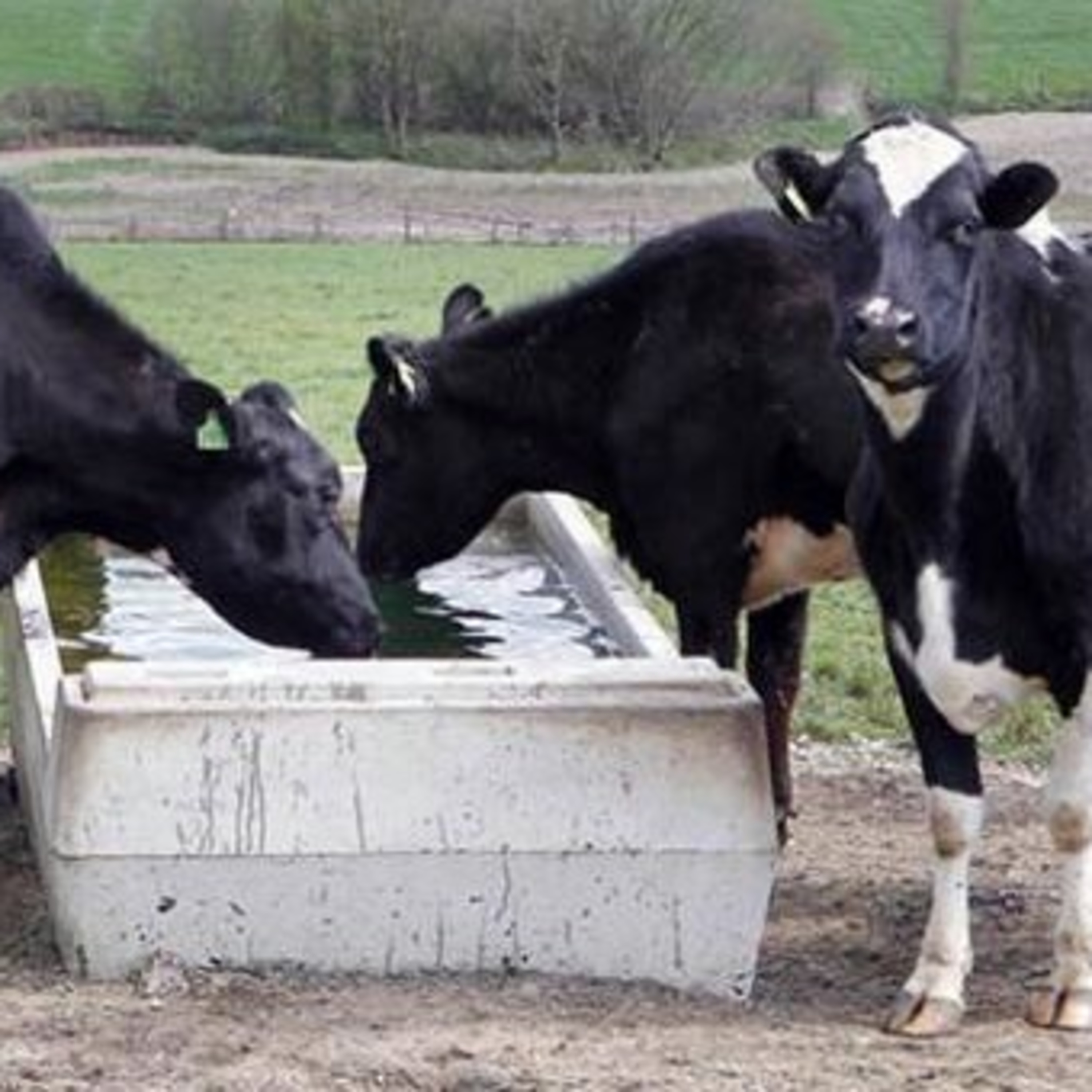 The Rural Think Tank