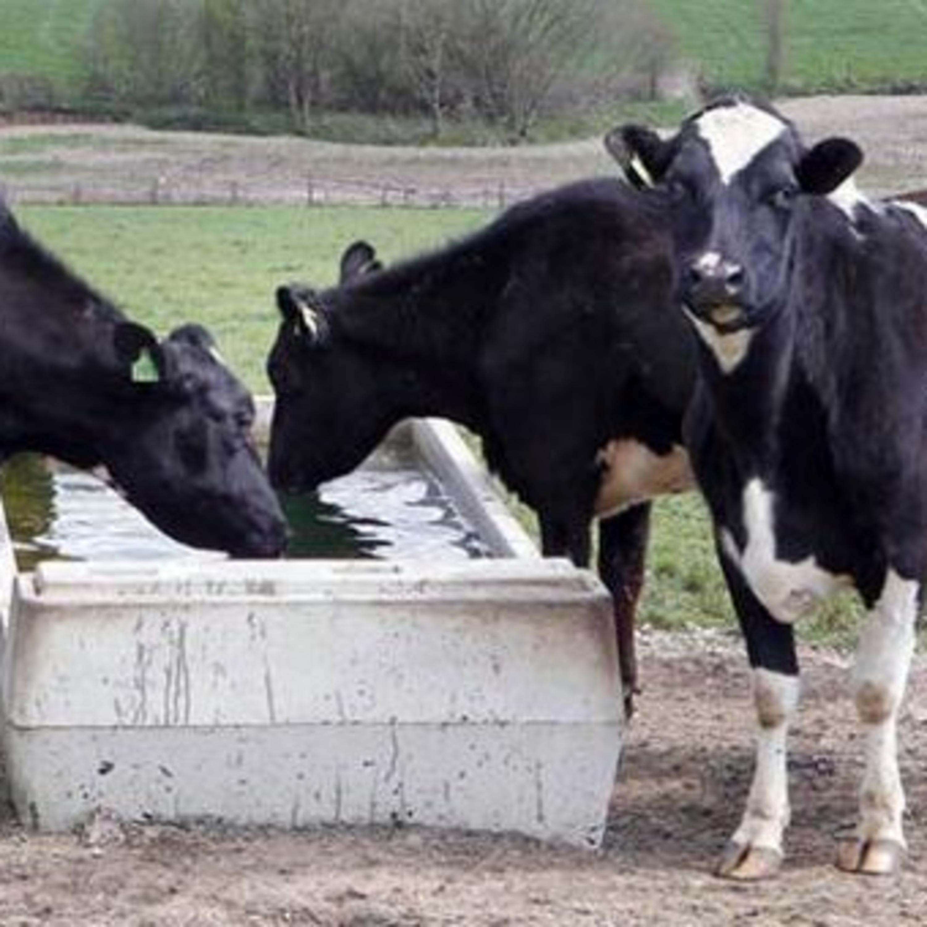 The Rural Think Tank