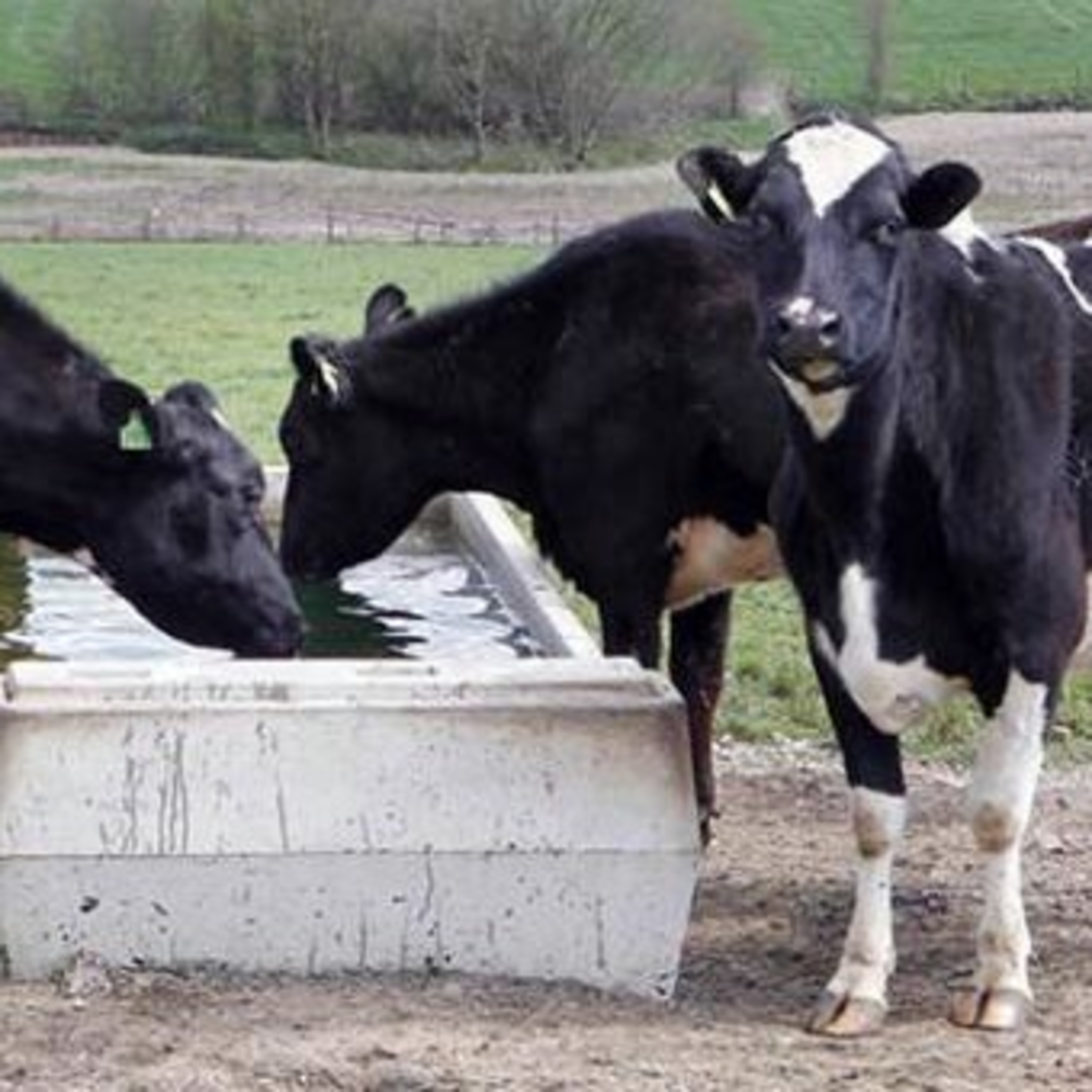 The Rural Think Tank