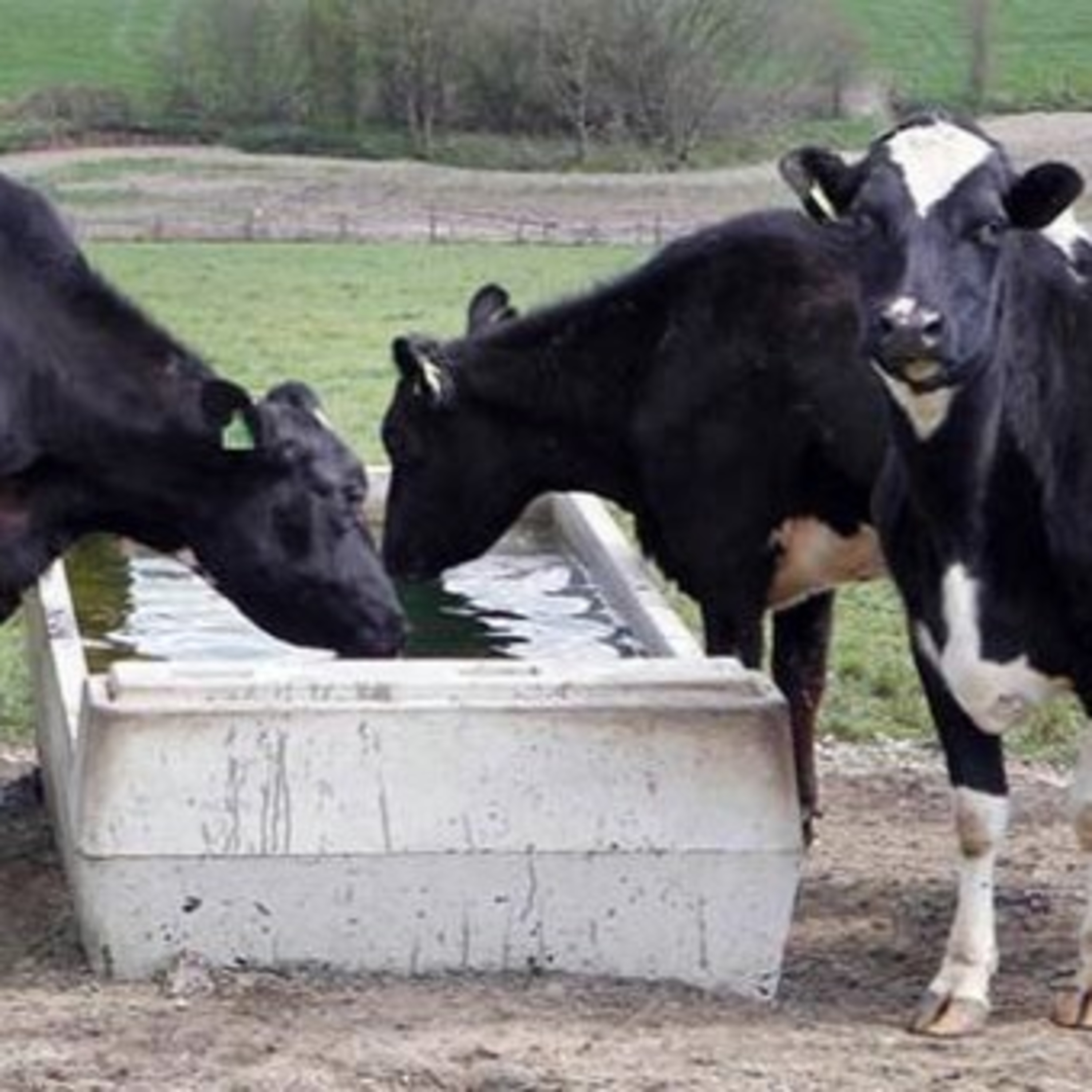 The Rural Think Tank