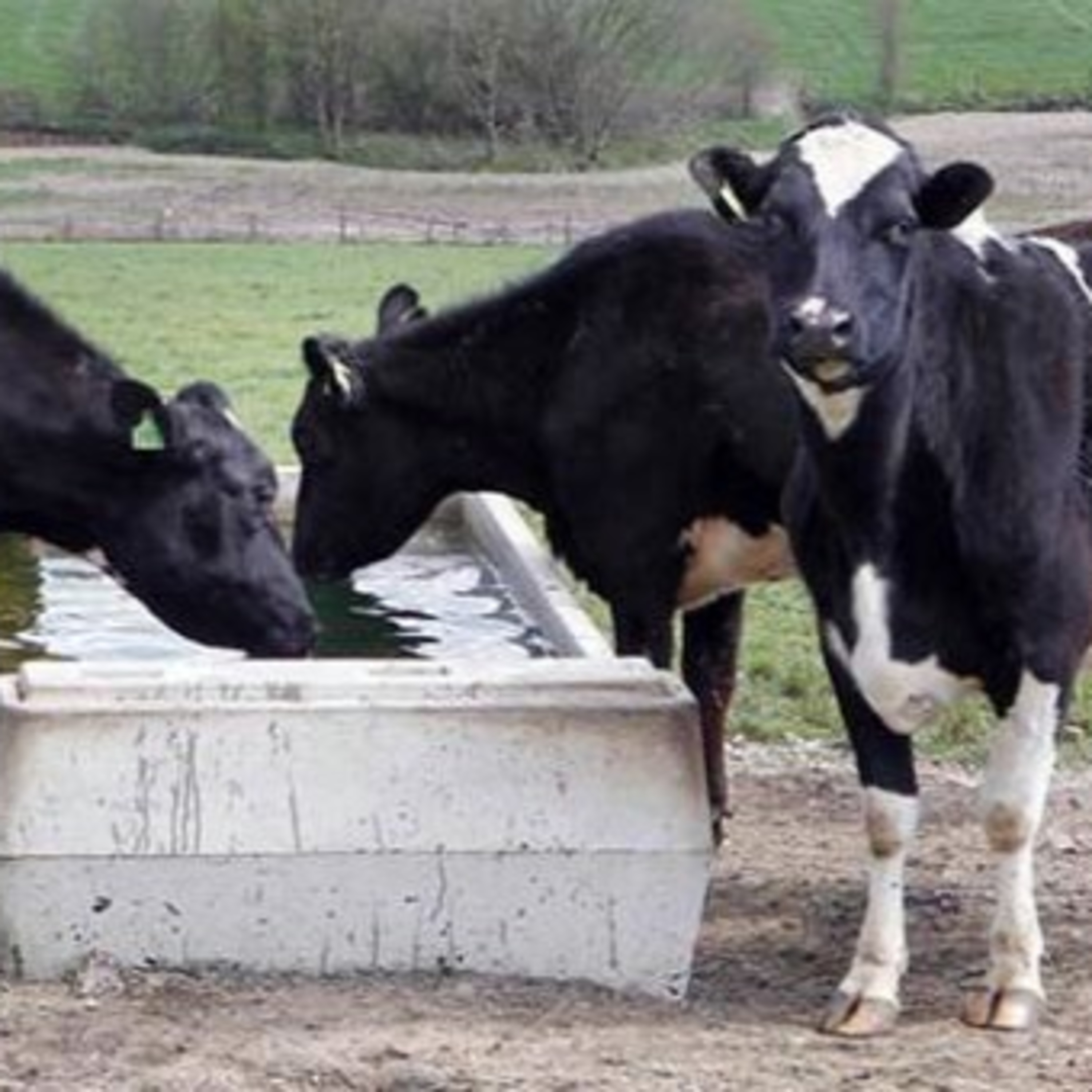 The Rural Think Tank