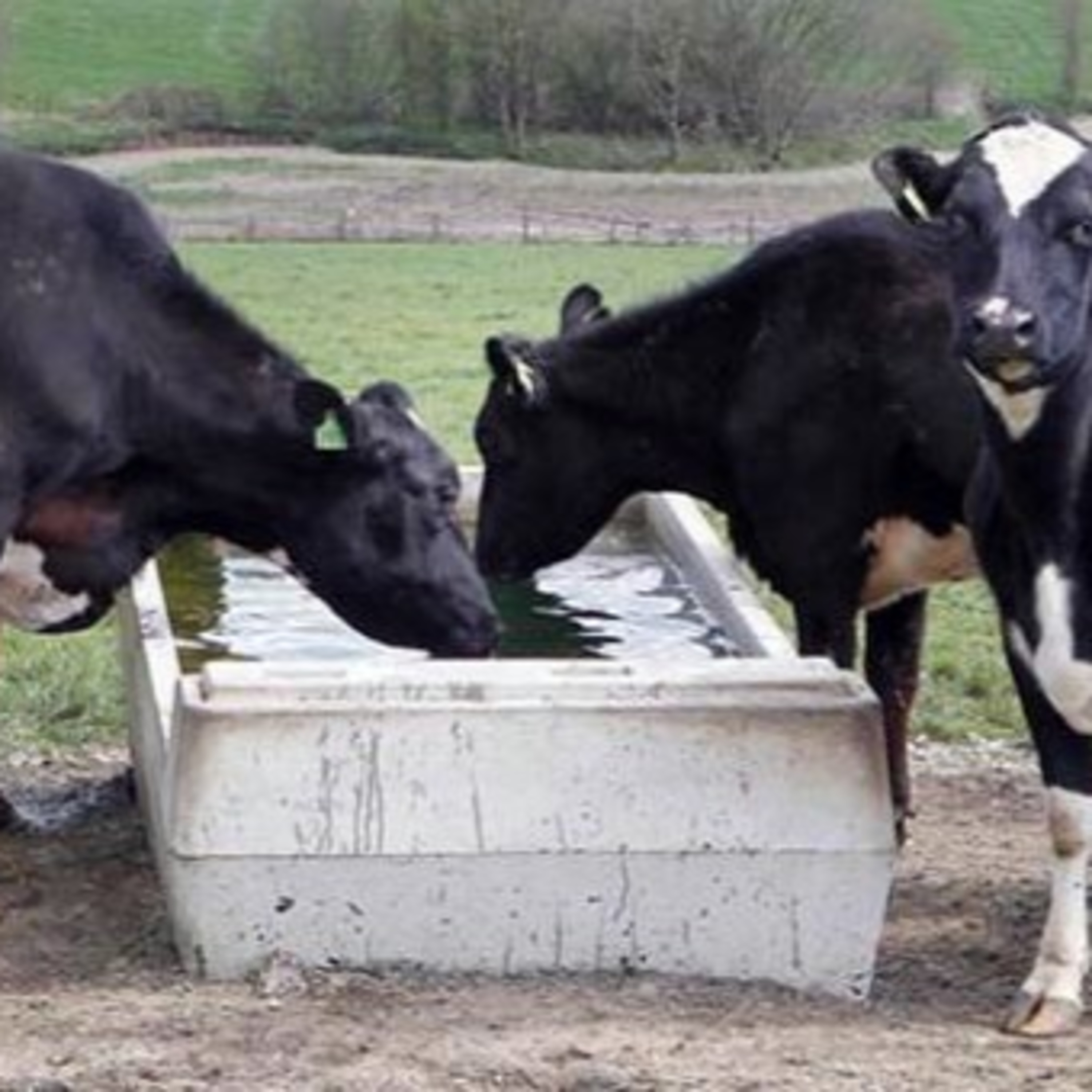 The Rural Think Tank