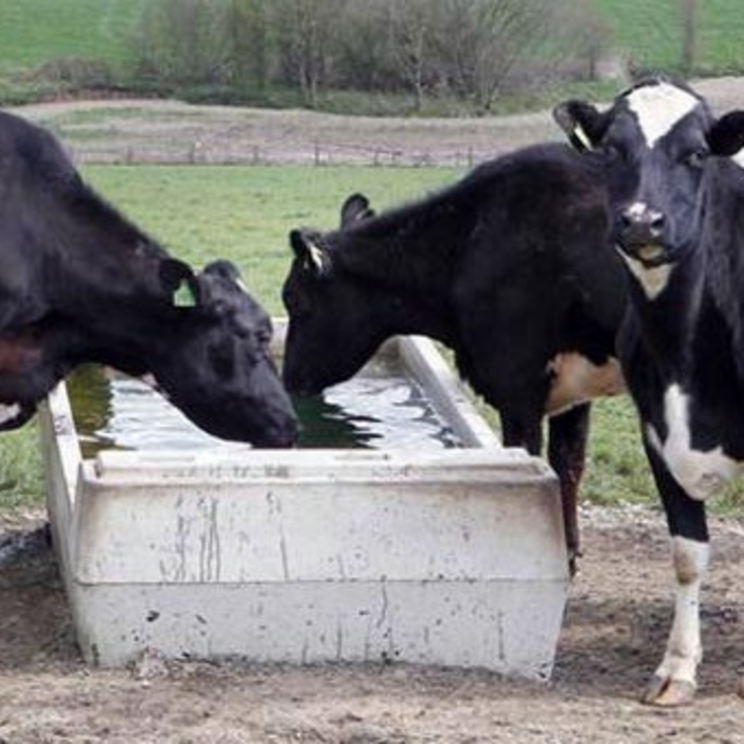 The Rural Think Tank