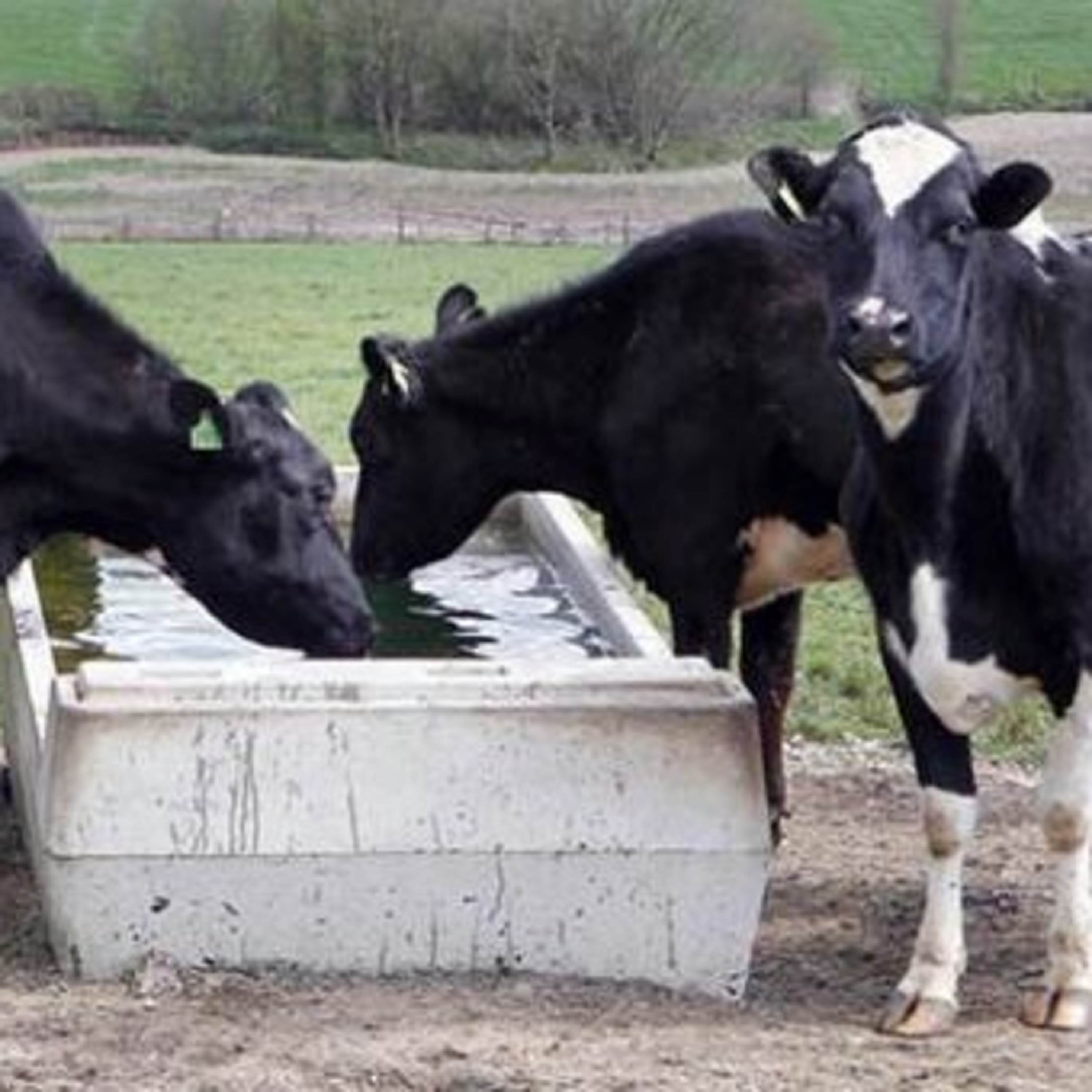 The Rural Think Tank