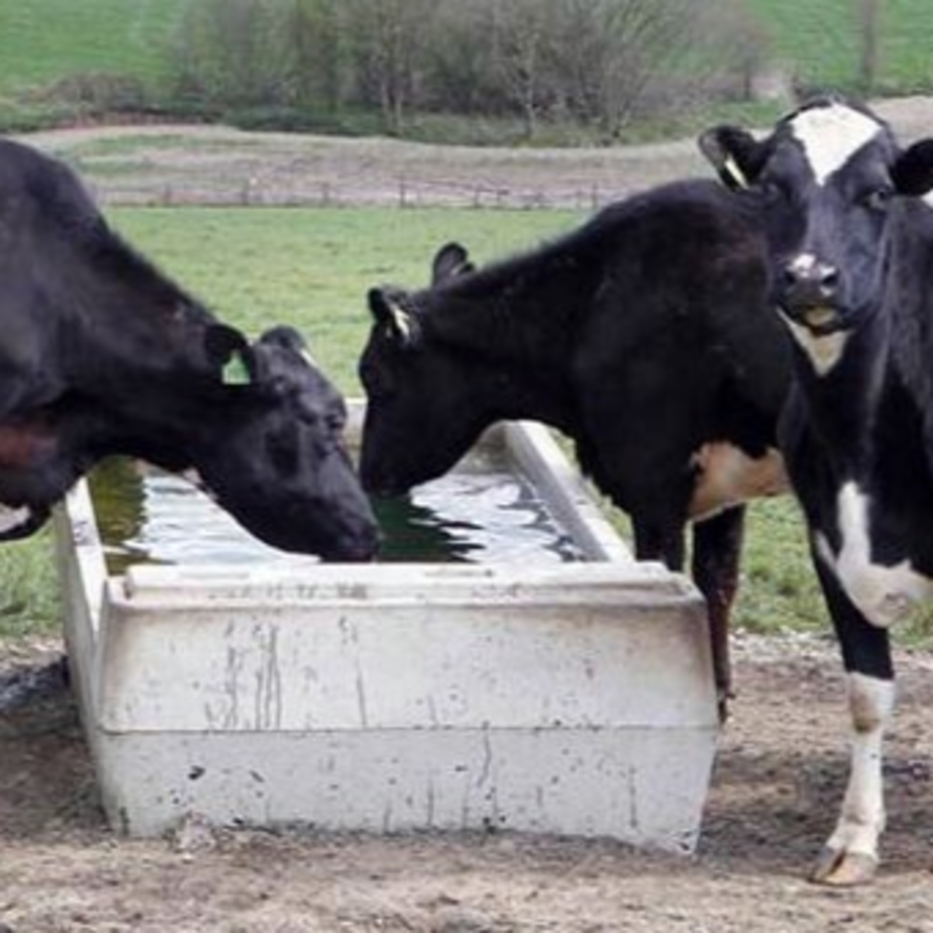 The Rural Think Tank