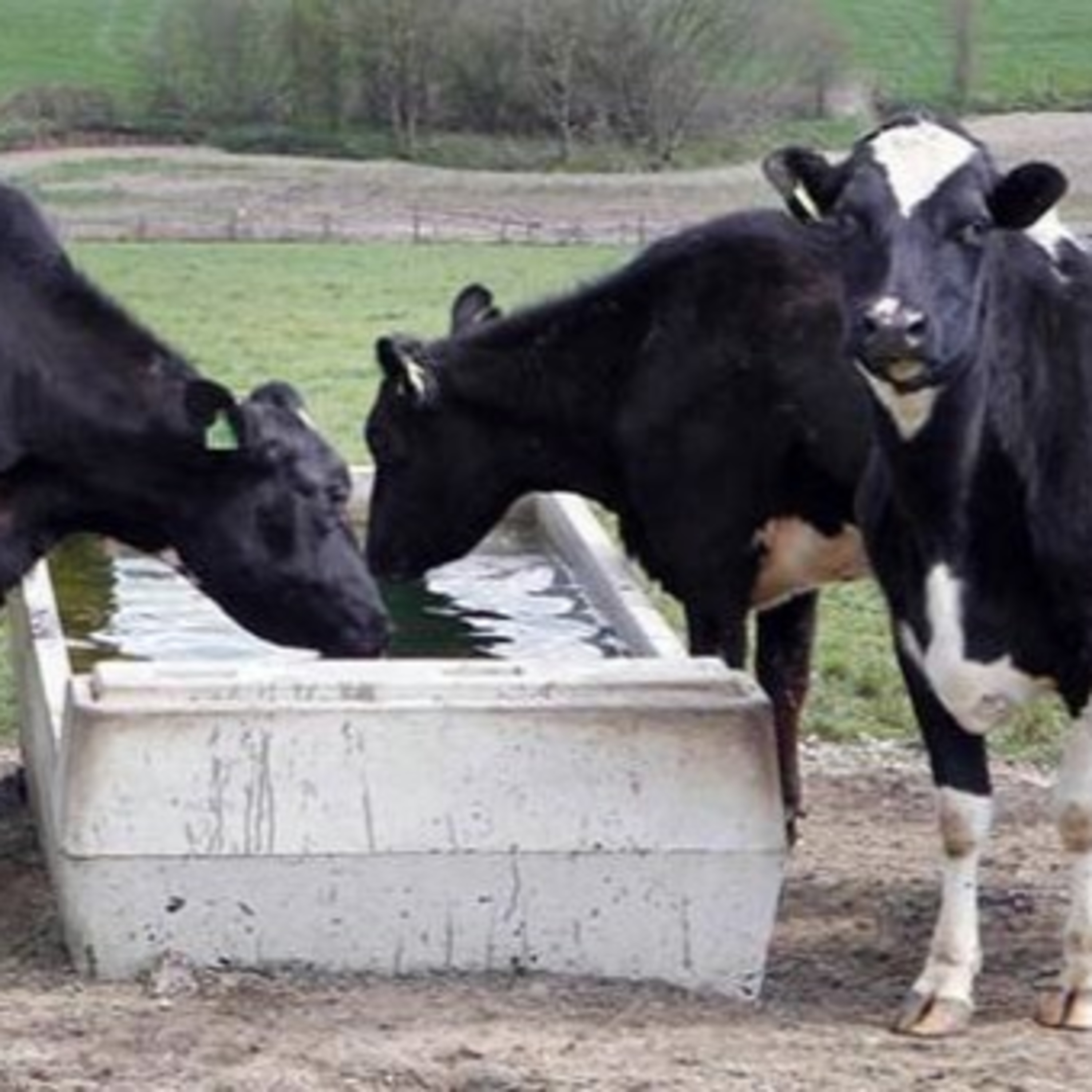 The Rural Think Tank