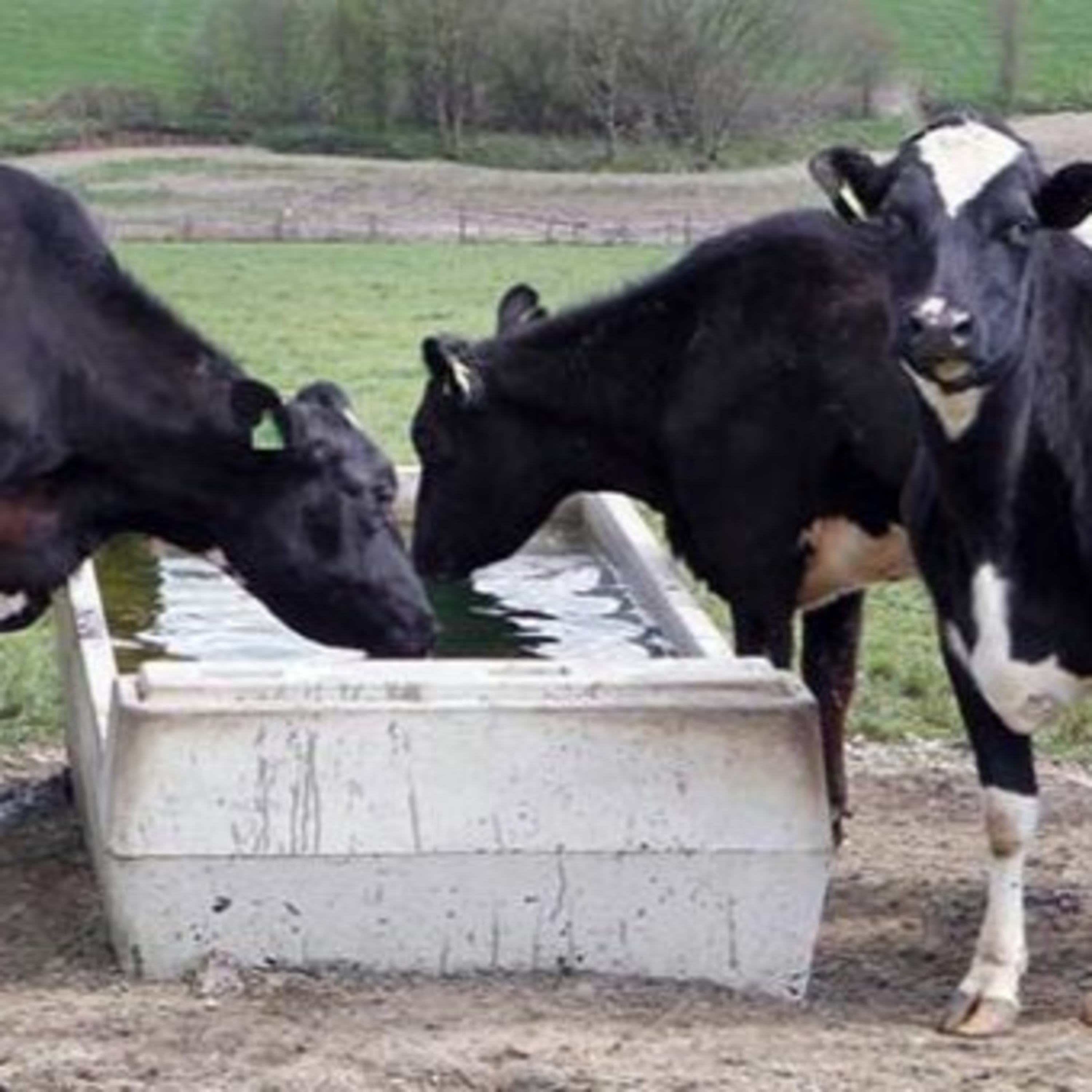The Rural Think Tank