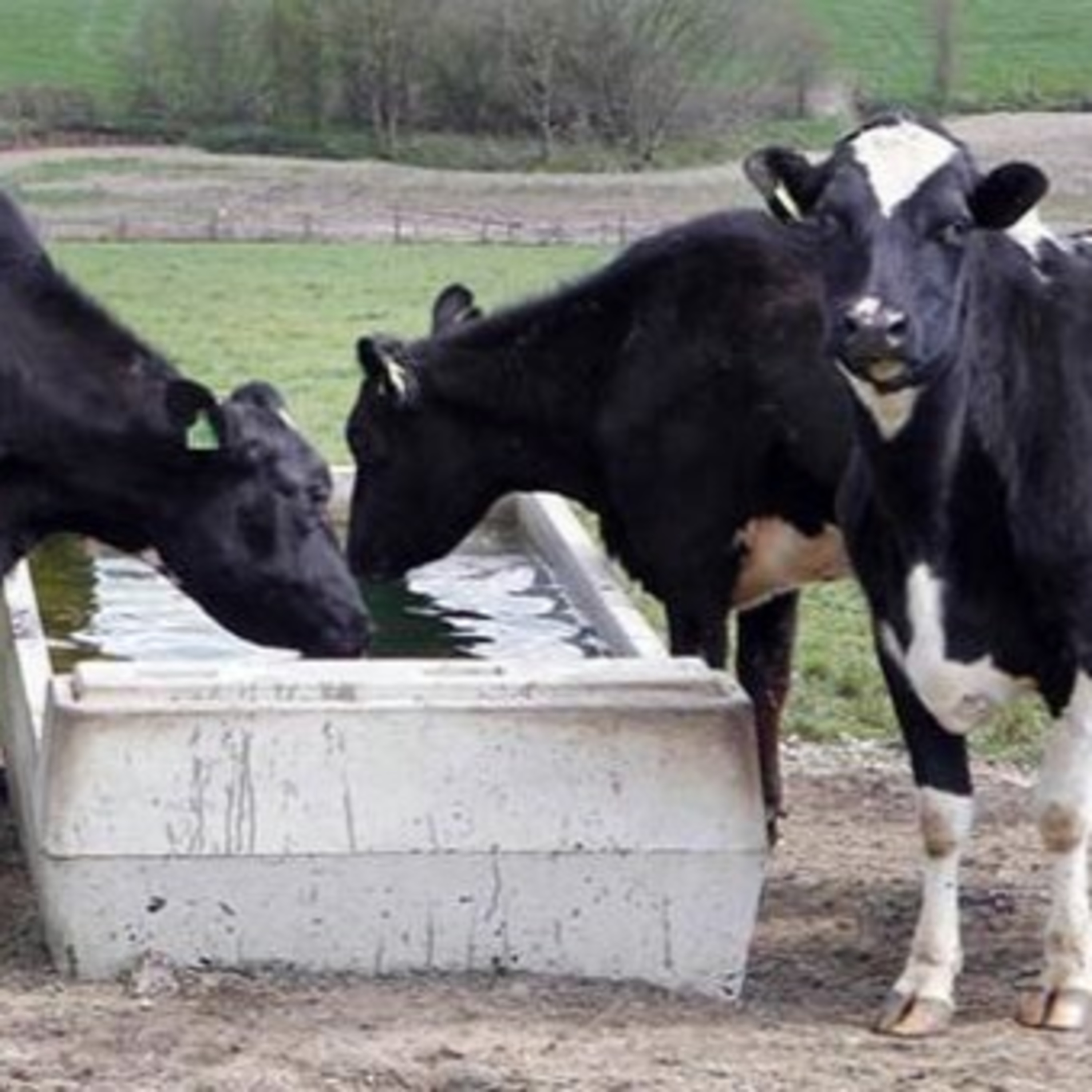 The Rural Think Tank