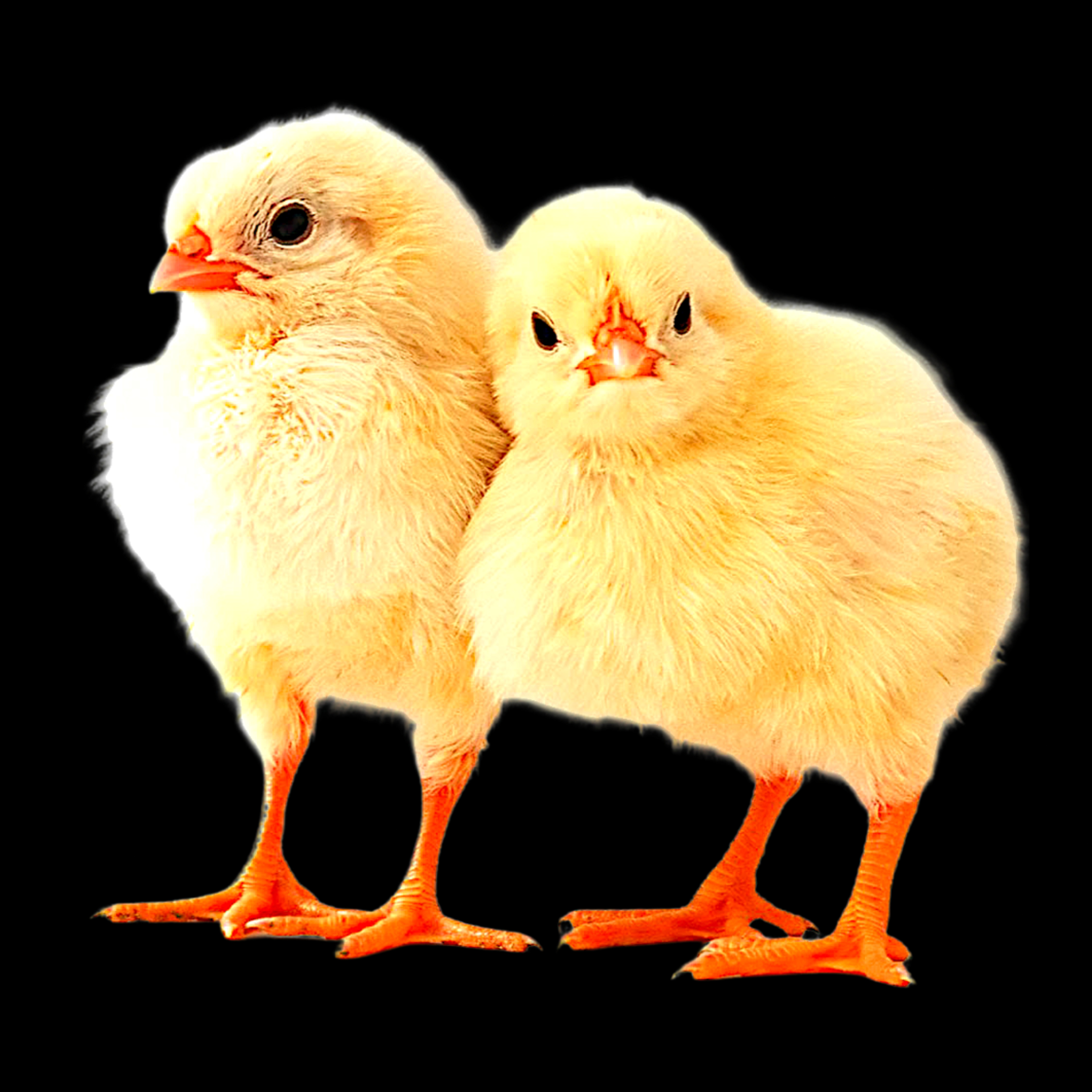 Connaissance de Soi ♾️ par Nico Pène