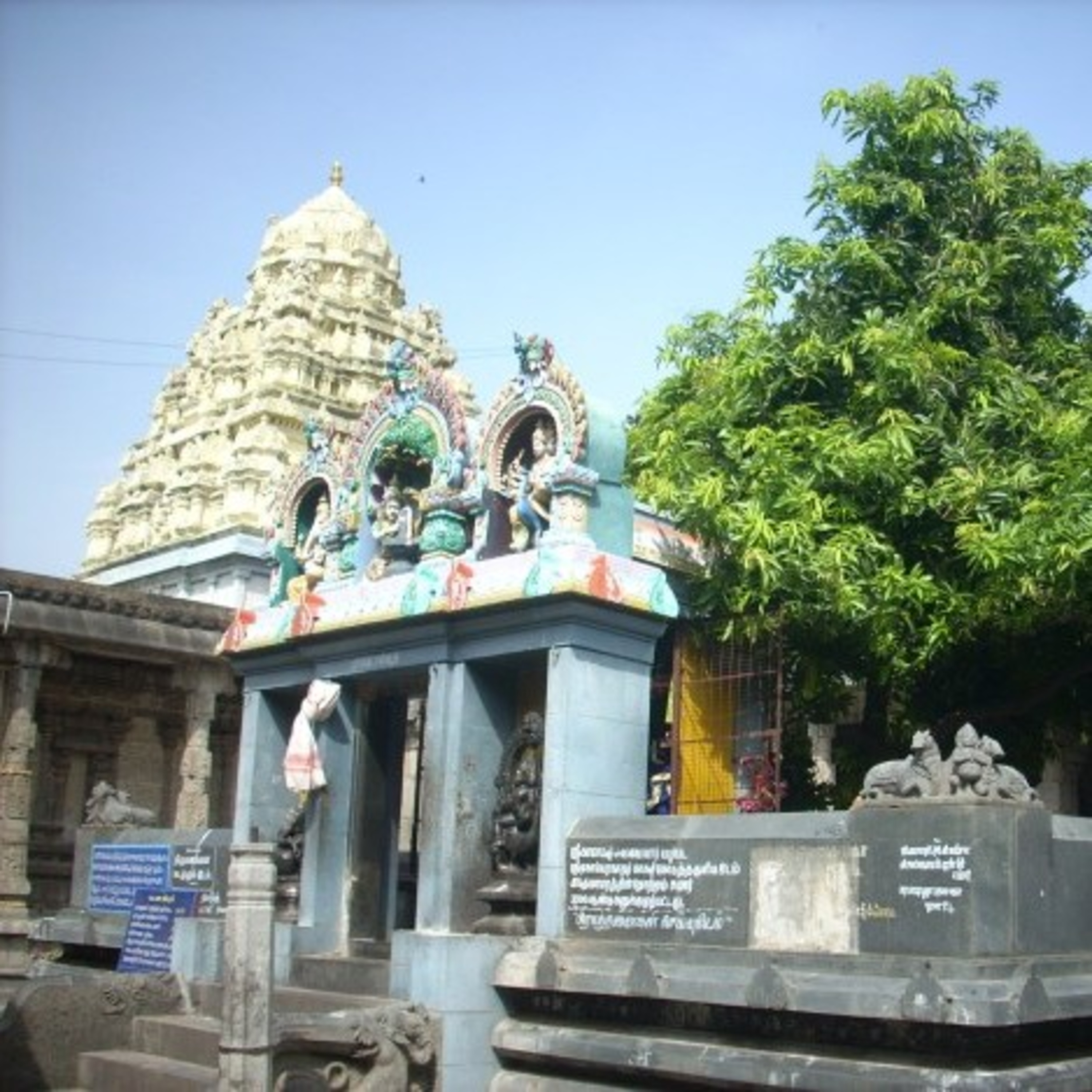 Siva Parvathi Marriage 3500 Years Ago? Tree Evidence