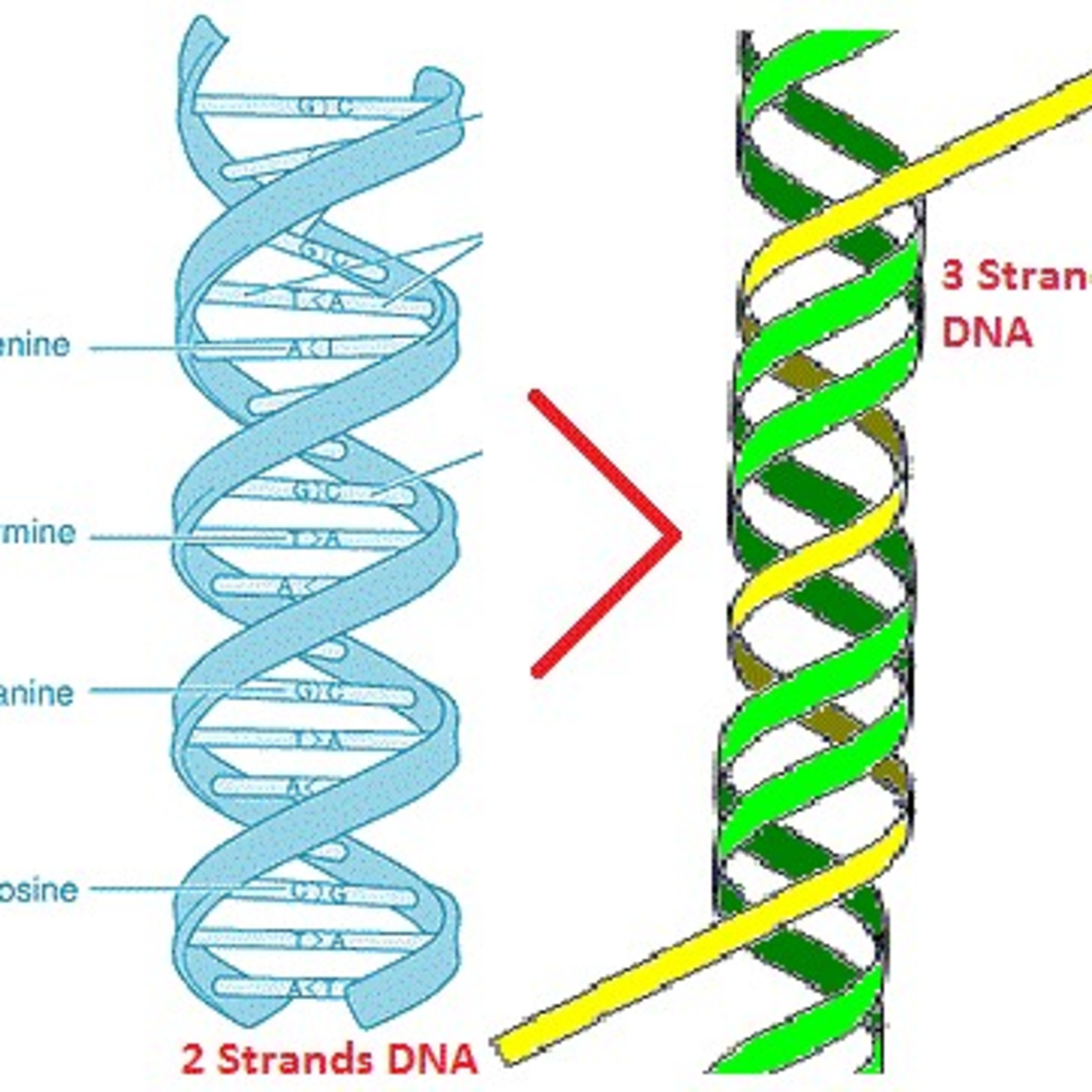 Twelve Strand DNA In Vedic Texts Adhityas Rudras