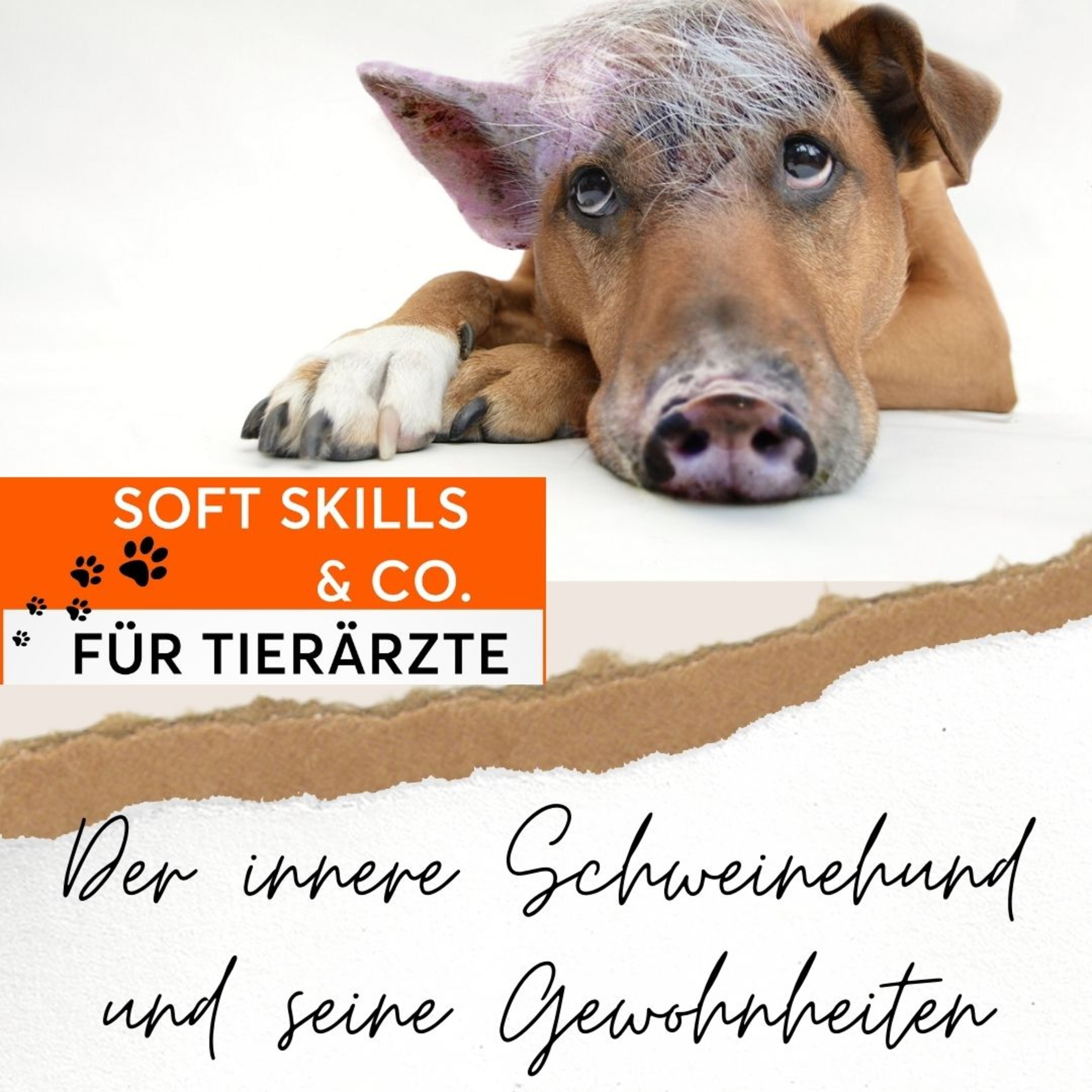 Soft Skills & Co. für Tierärzte