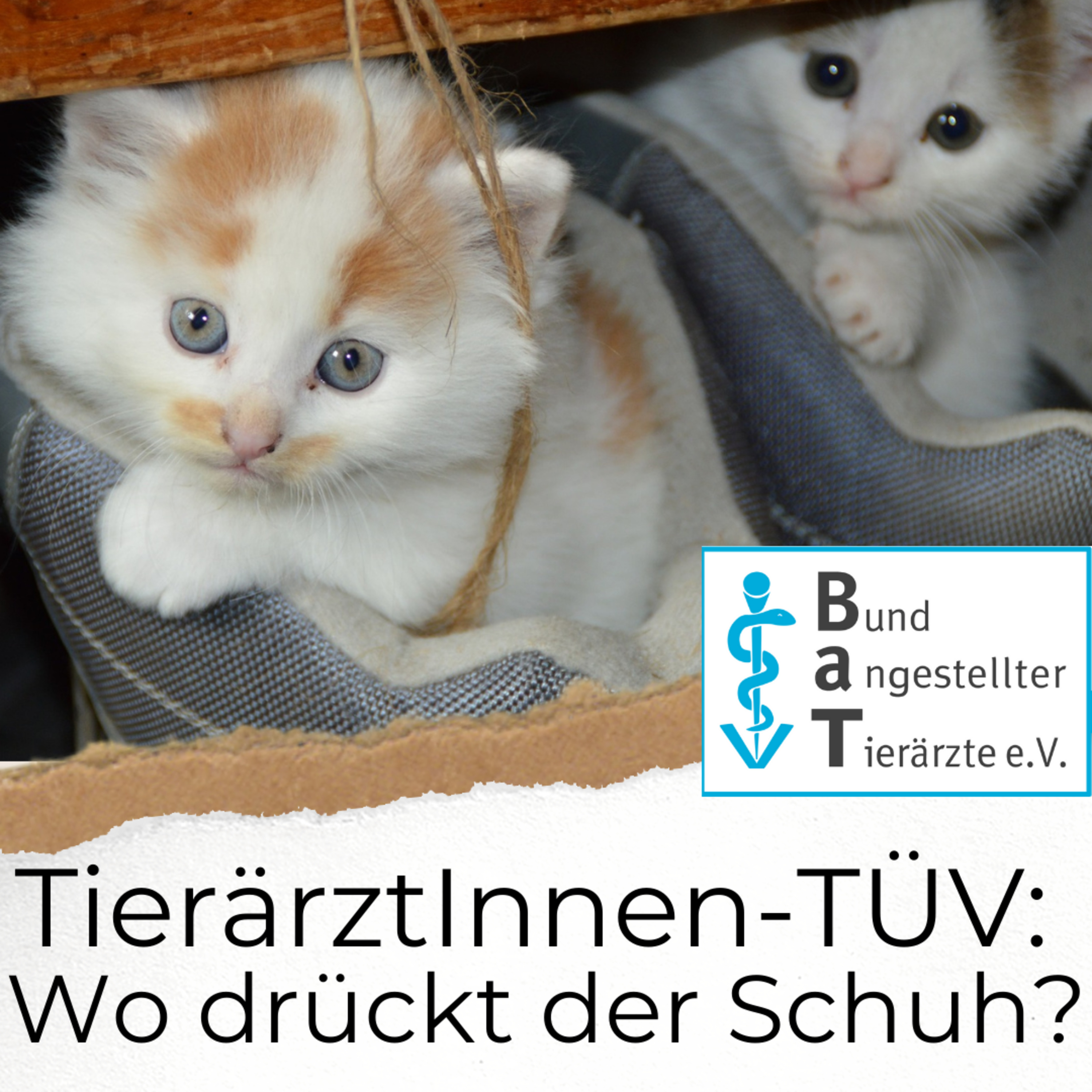 Soft Skills & Co. für Tierärzte