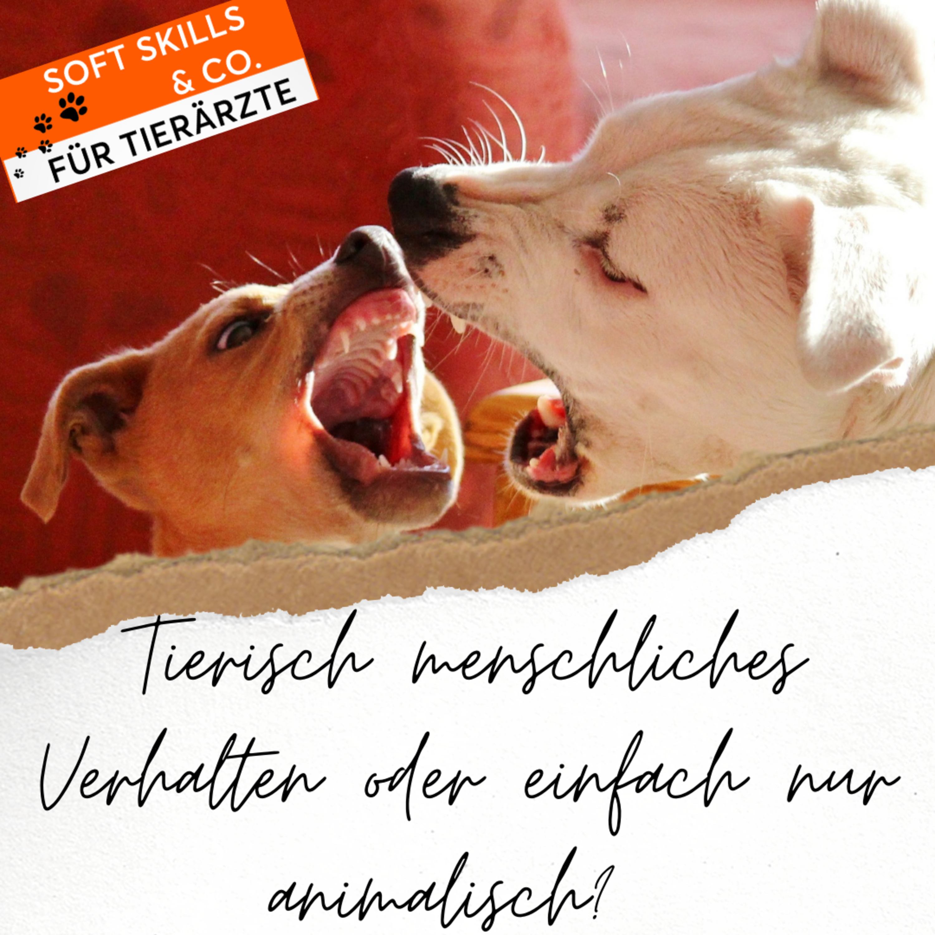Soft Skills & Co. für Tierärzte