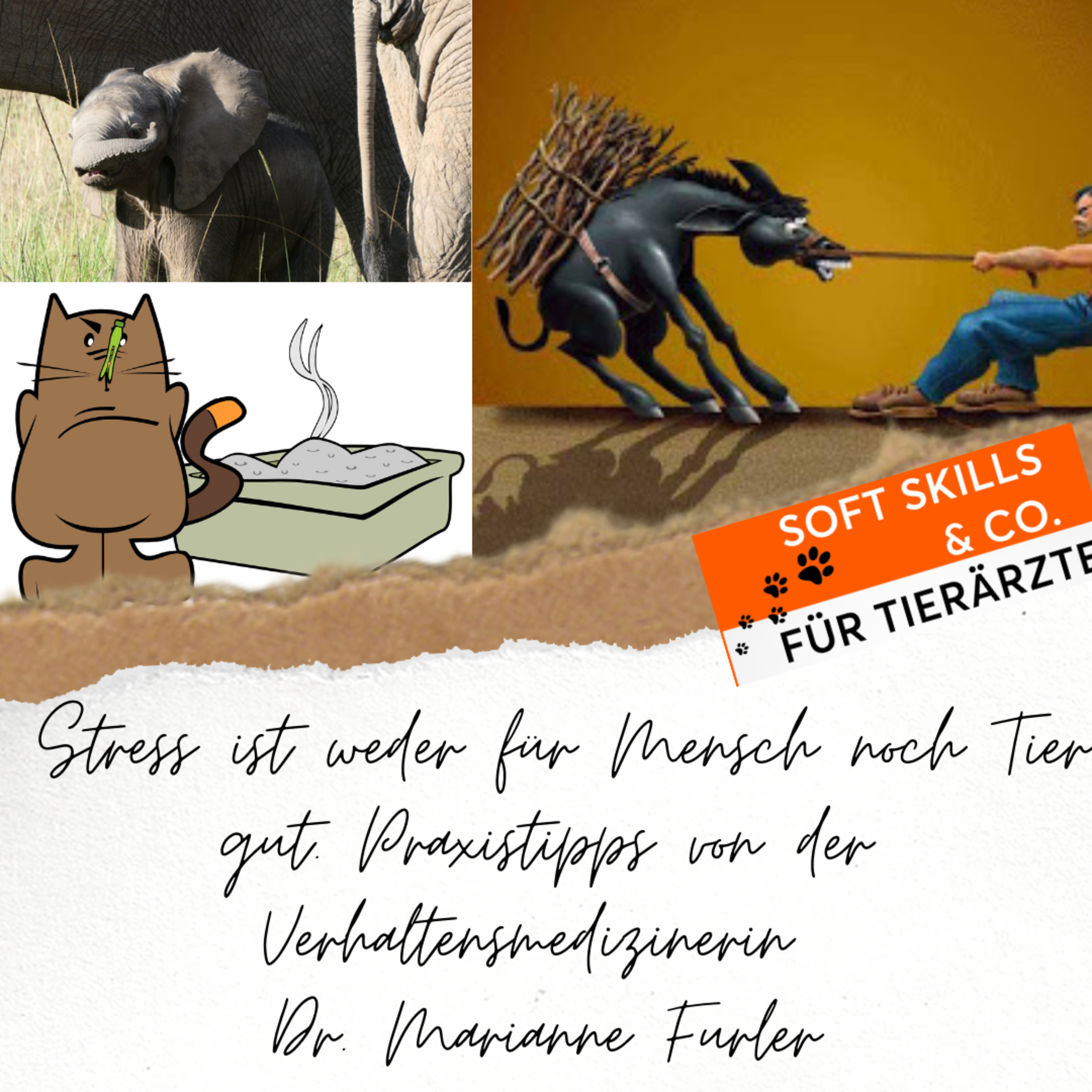 Soft Skills & Co. für Tierärzte