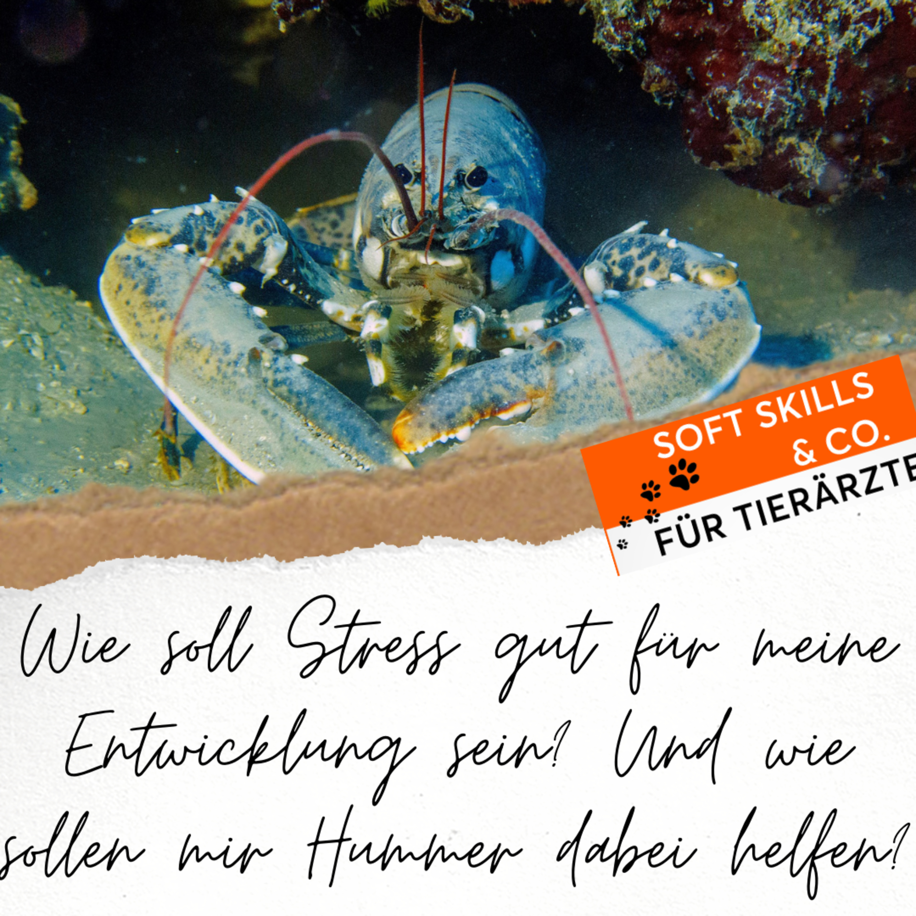 Soft Skills & Co. für Tierärzte